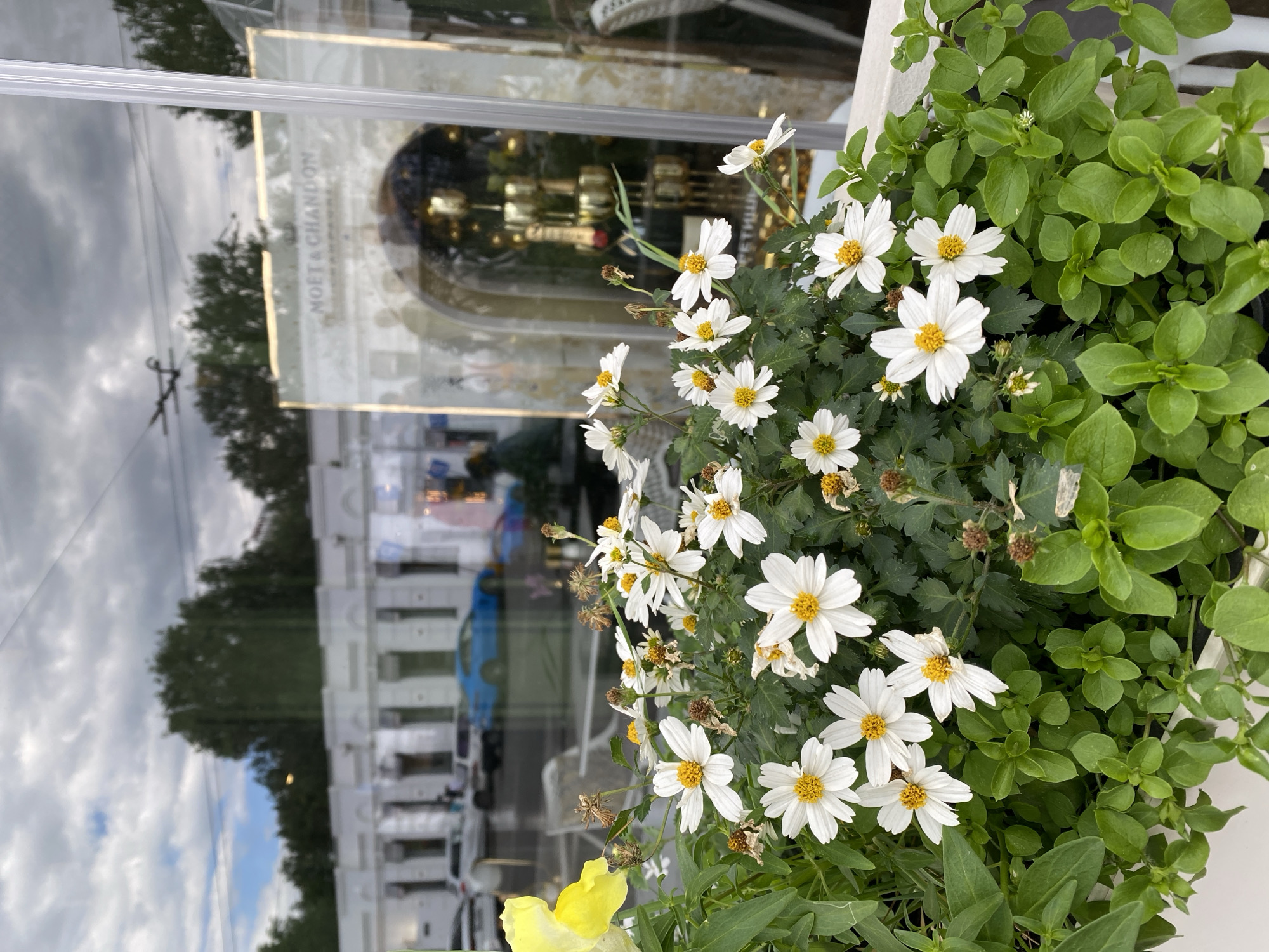 An eye-level, medium shot captures a floral arrangement in front of a window in Yekaterinburg, Russia. The flowers are primarily white with yellow centers, surrounded by leafy green plants. In the background, the reflection in the window reveals a building facade, trees, cars, and a cloudy sky. A sign with the text "MOËT & CHANDON" is also visible in the window reflection.