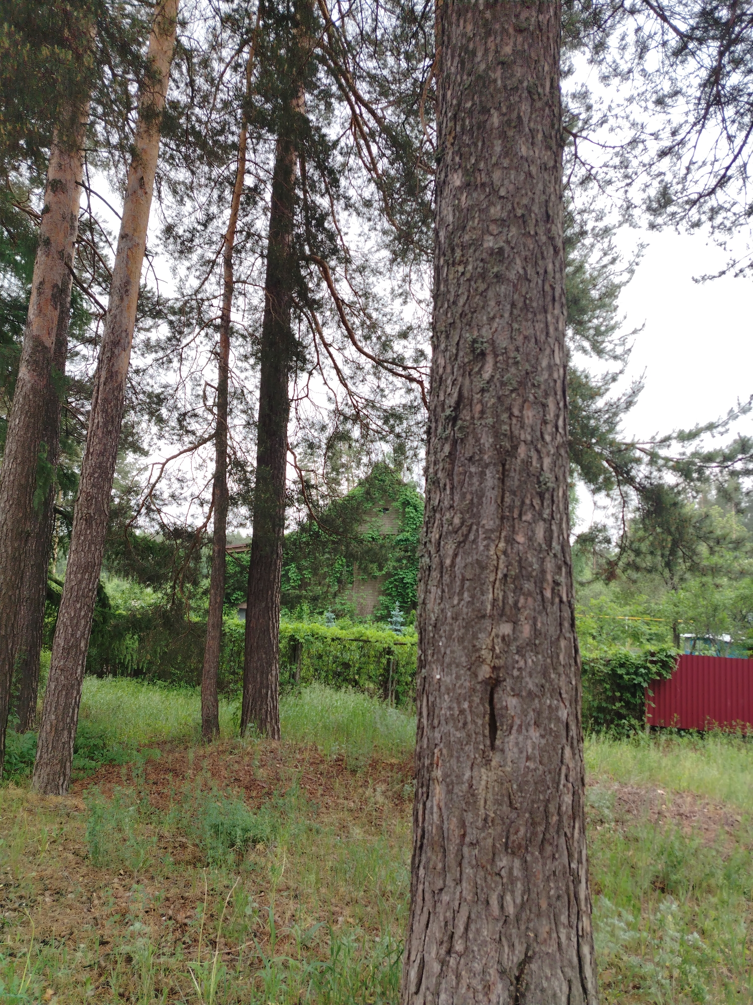 The image depicts a wooded area with several tall pine trees in the foreground. The tree closest to the camera is prominent, with textured bark and a small elongated hole. The ground is covered in grass and scattered leaves. In the background, obscured by trees and foliage, is a house partially covered in green vines. To the right, a red metal fence is visible. The location is Noviy, Russia.