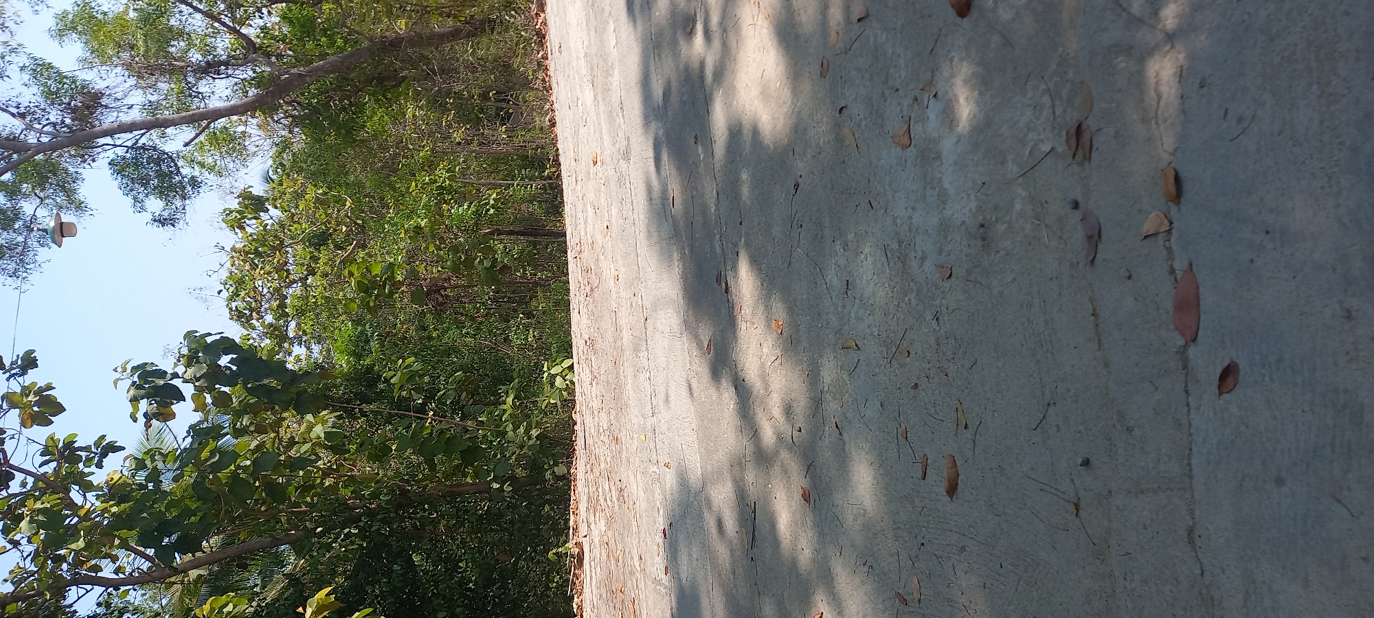The image depicts a concrete pathway in Sidorejo, Indonesia, with lush green foliage and trees forming a dense background. The pathway is illuminated by dappled sunlight, casting shadows from the leaves and branches onto the textured surface. Scattered dry leaves and twigs are visible on the concrete, indicating an outdoor, natural setting. The sky above is clear and bright blue. There are no people or animals present in the scene. The overall impression is one of a peaceful, sunlit area surrounded by natural vegetation.