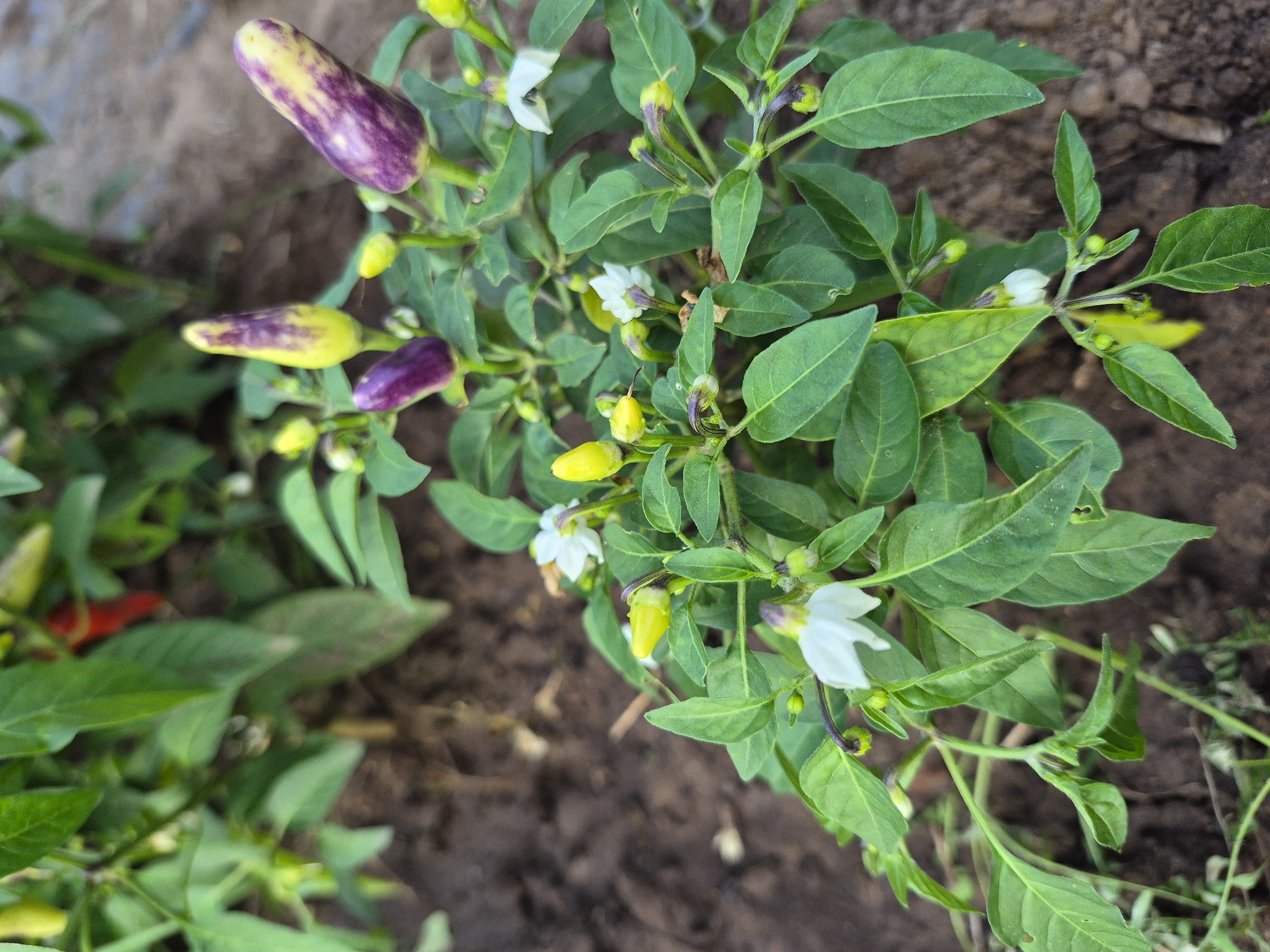 The image shows a close-up view of a pepper plant growing in dark soil. The plant has vibrant green leaves and several small peppers in various stages of development. Some peppers are small and yellow, while others are larger and have a striking purple and yellow mottled appearance. There are also small white flowers blooming on the plant. The background is blurred, but it appears to be an outdoor setting with more greenery and soil. There are no people or animals visible in the image. The scene is forensic and matter-of-fact, focusing on the botanical details of the pepper plant. The image does not provide any information about its location in the city of Chaikovsky, Russia, or any specific actions, interactions, or events.