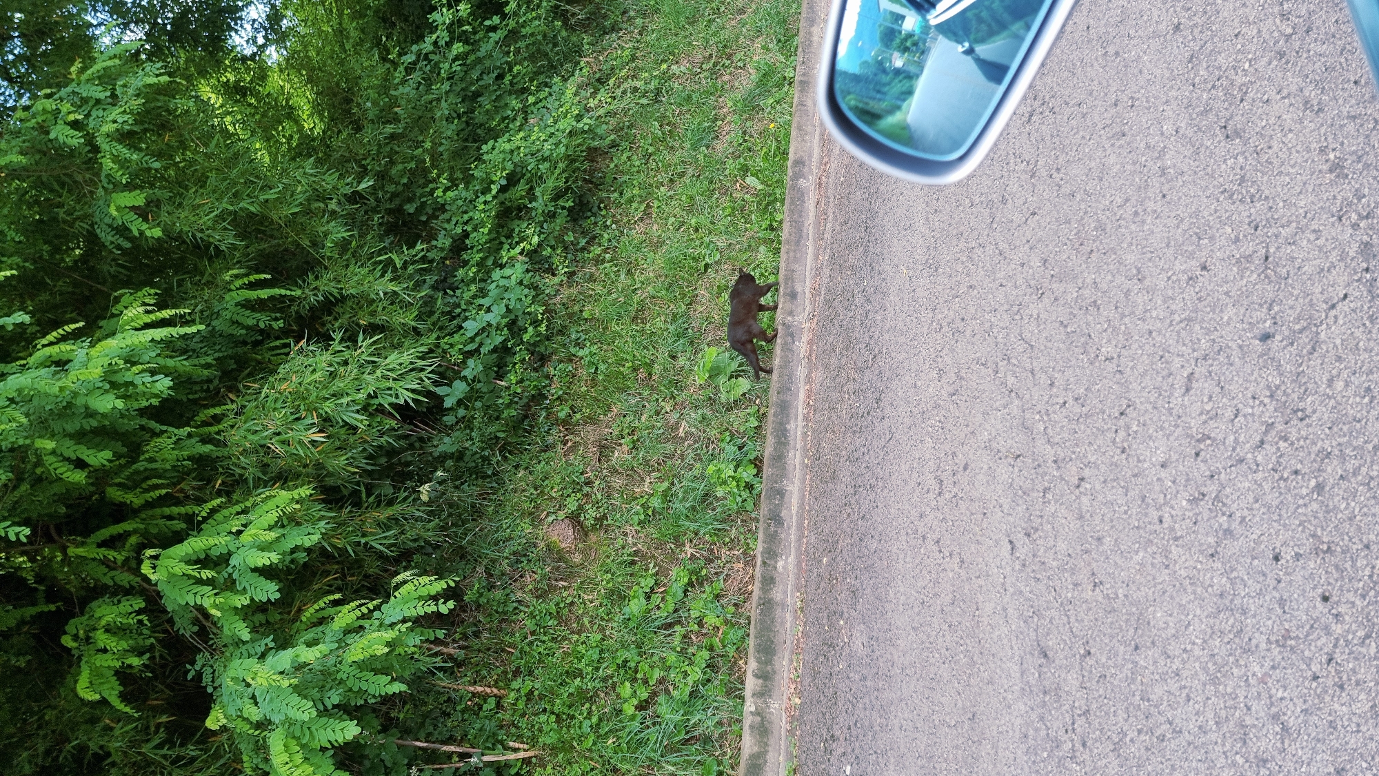 A dark-colored animal, likely a cat, walks along the edge of a paved road next to a grassy embankment. The embankment is covered in green vegetation, including grass and trees. A sidewalk or curb separates the road from the embankment. In the foreground, the side mirror of a car is visible, reflecting the road and surrounding environment. The scene appears to be in a natural or semi-natural setting, possibly on the outskirts of a town.
