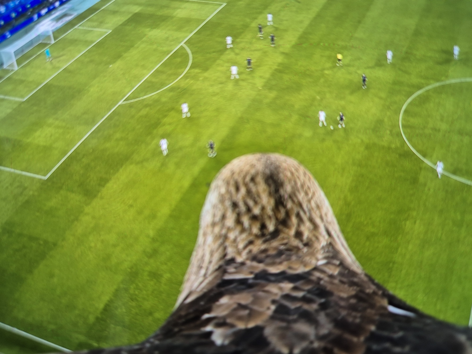 The media file is an aerial perspective of a soccer match. The scene is a brightly lit green soccer field with white markings, indicating it is likely a professional stadium. The primary subjects are the soccer players, depicted as small, blurred figures scattered across the field, engaged in a game. Some players are in white uniforms, while others are in darker attire. The overall activity is a soccer game in progress.
A prominent and unusual detail is the foreground, which is dominated by the head and upper back of a bird, likely an eagle or a similar raptor, with mottled brown and tan feathers. The bird appears to be positioned very close to the camera, suggesting an extreme close-up or an unusual camera angle. The presence of the bird so prominently in the foreground is a striking and unexpected element, implying a unique or staged perspective.
The lighting suggests it could be daytime, or a well-lit stadium at night, with no specific weather conditions discernible. The location is identified as a soccer field, but beyond that, it is unknown. There are no discernible emotions visible due to the distance and blurriness of the human figures and the focus on the bird. No text is visible in the image.