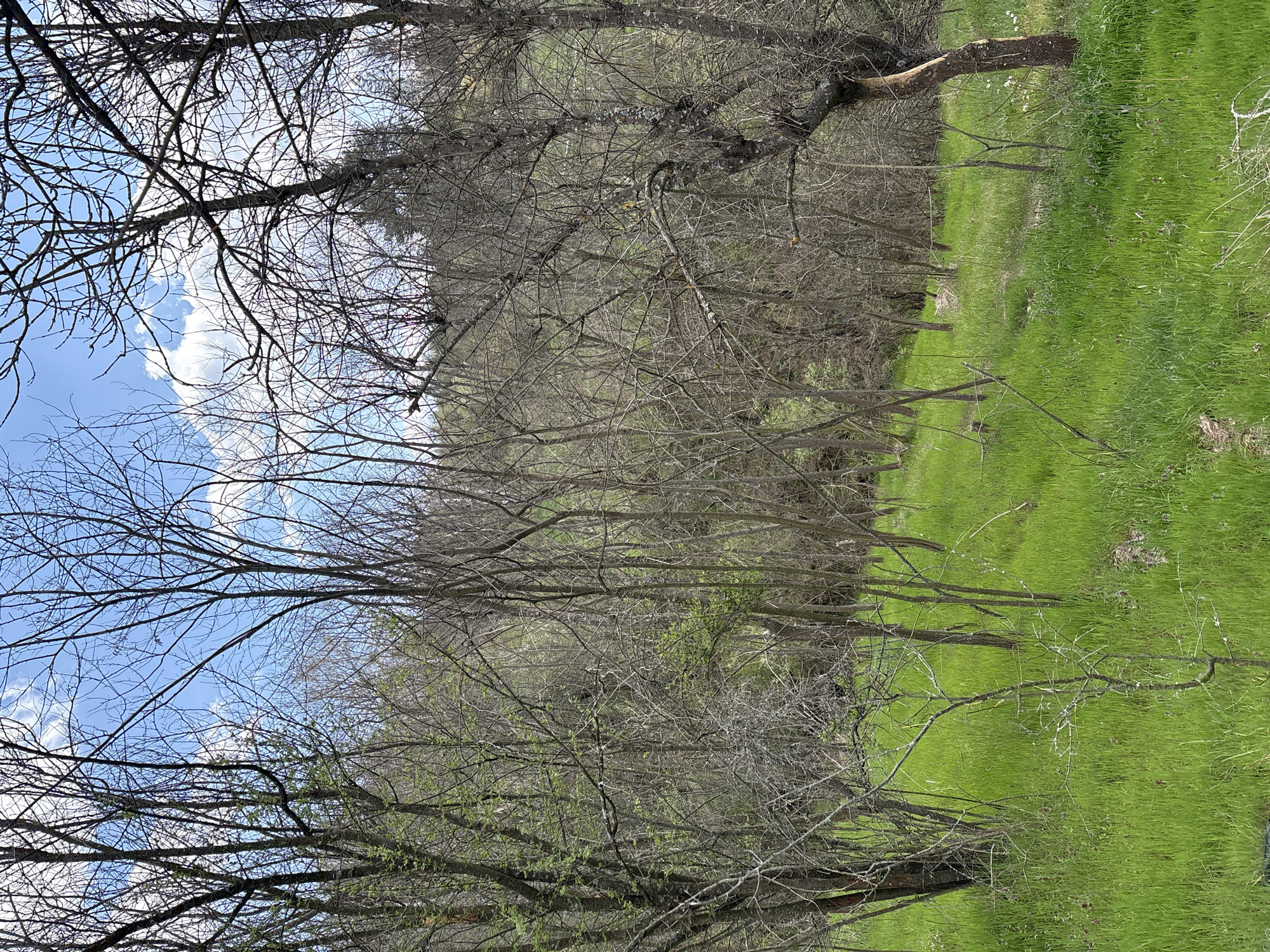 The image depicts a line of bare trees alongside a field of green grass, likely in early spring. Patches of blue sky are visible through the branches. The exact location within Panagyurishte, Bulgaria, is not determinable from the image. There are no people visible. The primary subjects are the trees and the grass. The trees are mostly bare, but some may be budding new leaves. The grass is uniformly green and appears well-maintained. No specific actions or interactions are observable. The environment seems to be a park or other green space.