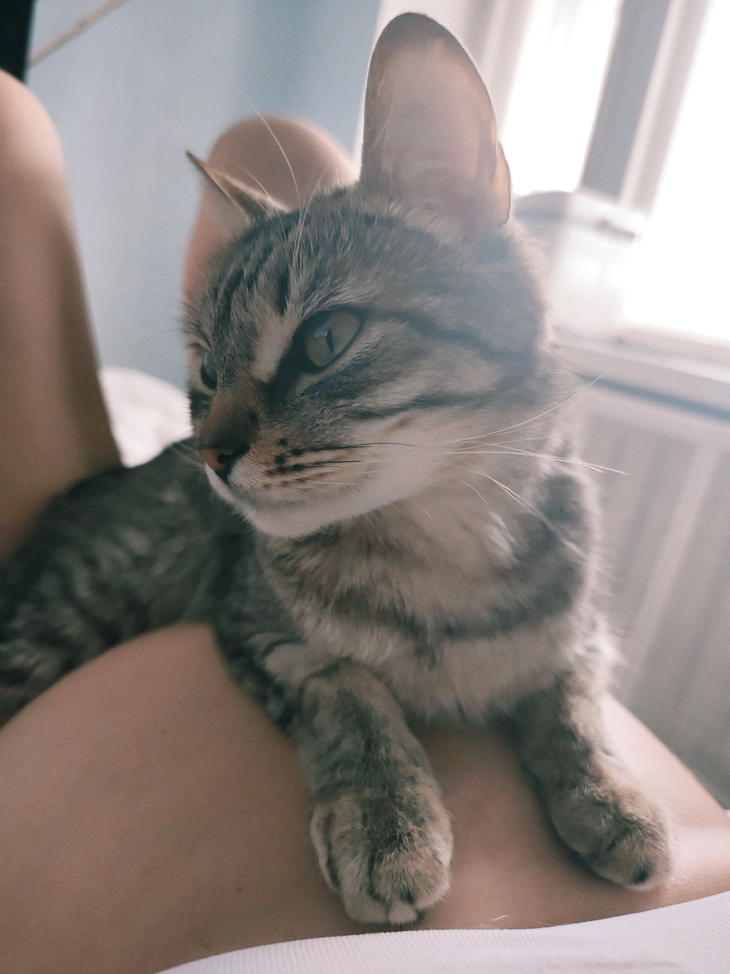 A close-up shot depicts a tabby cat perched on a person's lap. The cat is facing left, with its paws resting on the person's legs. The cat's eyes are open and focused. The background is a blurred window with white blinds. The person is wearing a white shirt. The location is Chaikovsky, Russia.