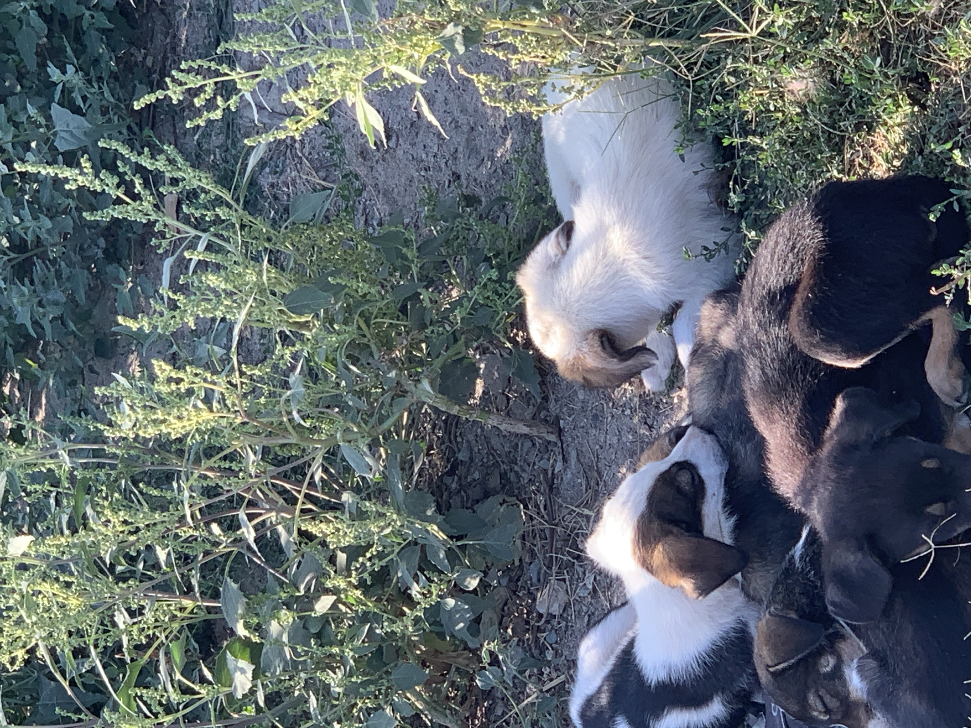 In Komsomolskoe, Kyrgyzstan, a litter of puppies sleeps huddled together amidst lush green vegetation and dry soil. A few of the puppies have white and brown markings, while others are dark brown. The scene appears to be outdoors, bathed in natural sunlight. The focus is on the sleeping puppies, with the surrounding plants and ground serving as their environment.