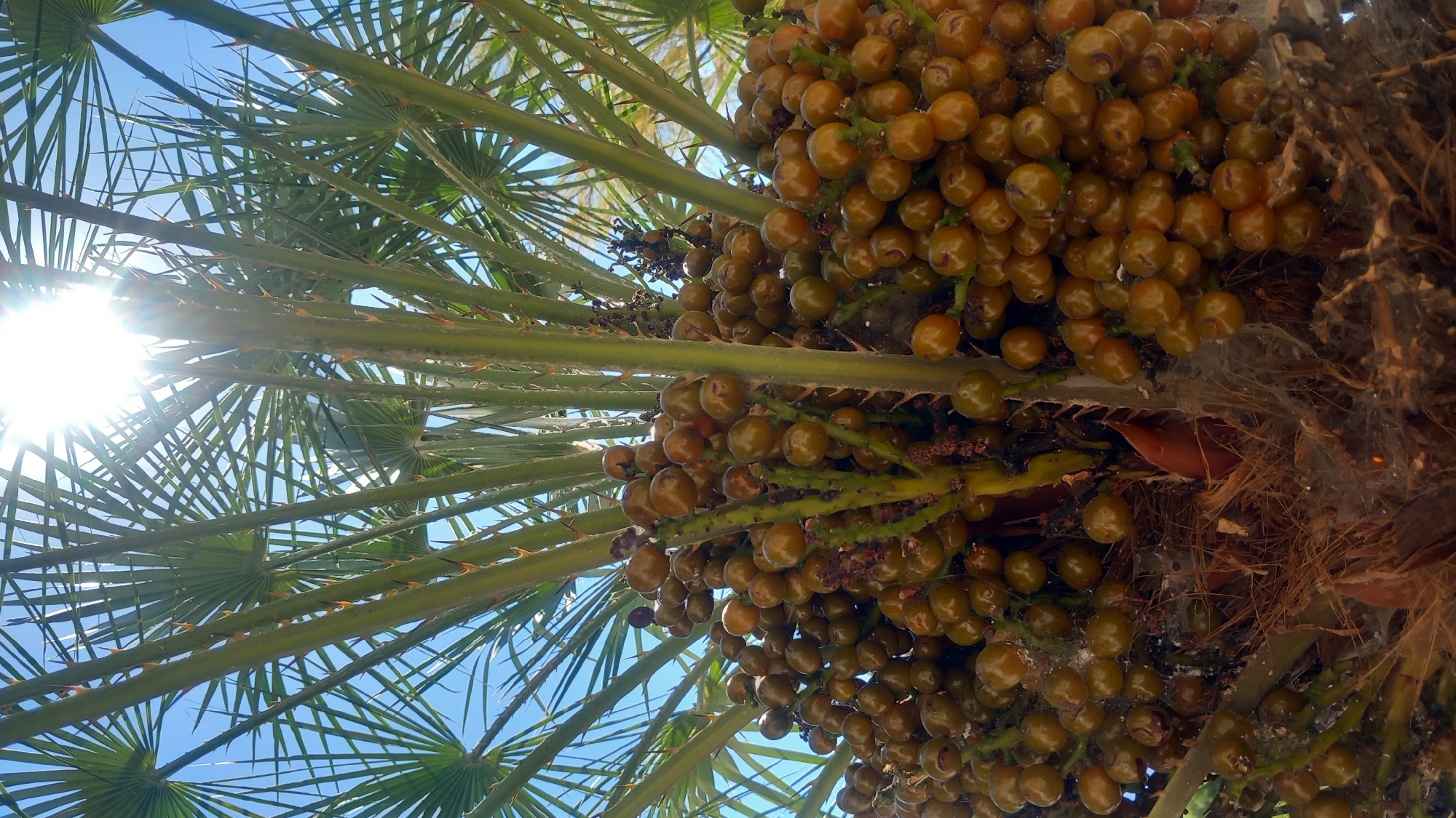 A low-angle shot looks up at a cluster of date palm fruits hanging from the fronds. The sun shines brightly through the palm leaves, creating a lens flare effect at the top of the image. The fruits are small and round, with a reddish-brown hue. They are clustered together on thick stalks. The palm fronds are green and spiky. The sky is a clear blue. This image was taken in Kos, Greece.