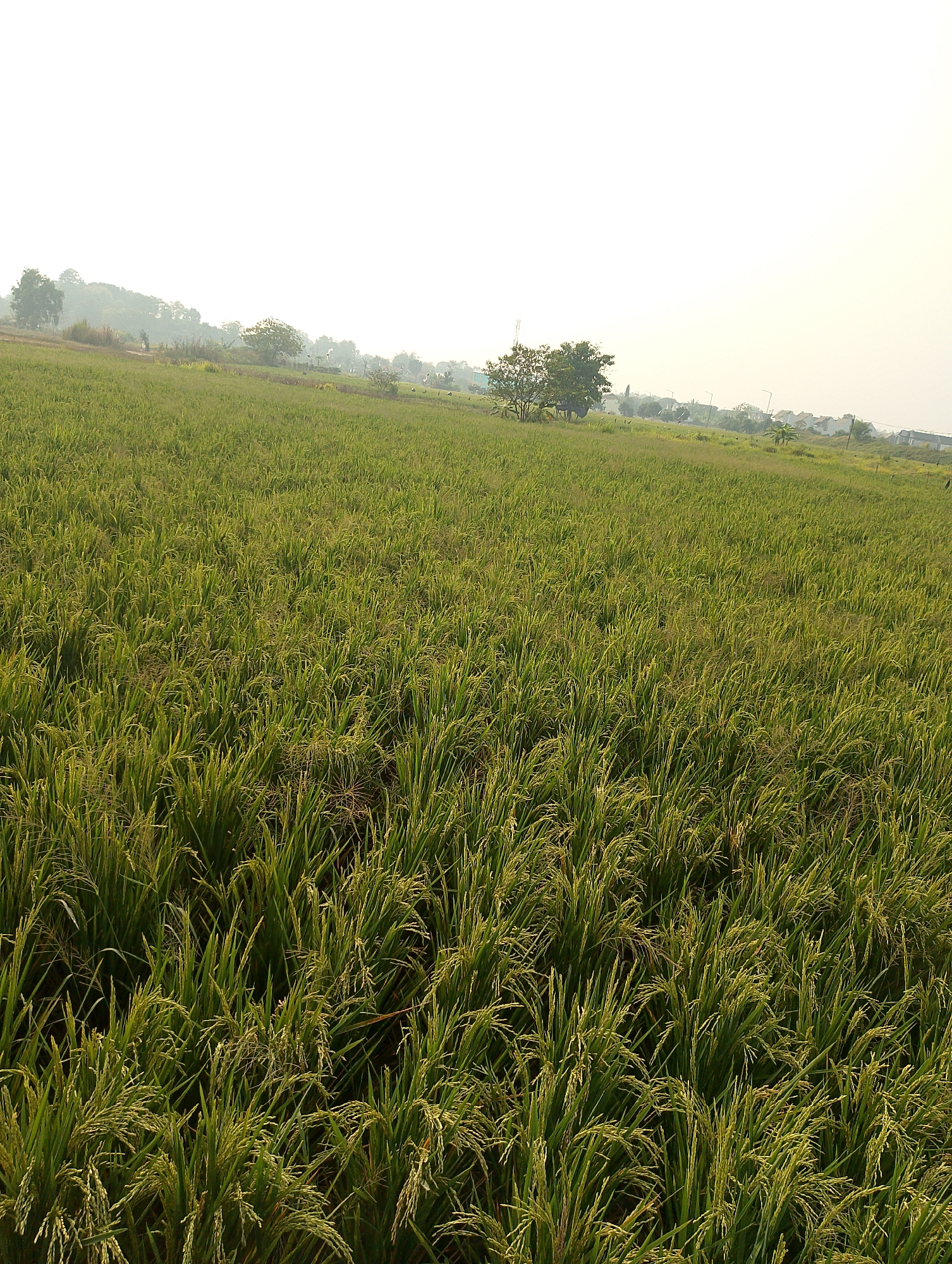 The image depicts a vast expanse of a rice paddy field under a pale, overcast sky. The rice stalks, predominantly green with hints of yellow indicating maturity, dominate the foreground and midground, stretching towards the horizon. In the distance, a line of trees and a scattering of buildings, consistent with a suburban or rural edge of a city, are visible. The overall impression is one of an agricultural landscape in the process of growth, likely located in the Karawang regency of West Java, Indonesia, a region known for its extensive rice cultivation. The light suggests either early morning or late afternoon, with the sky devoid of strong sunlight. There are no visible people or animals in the frame.