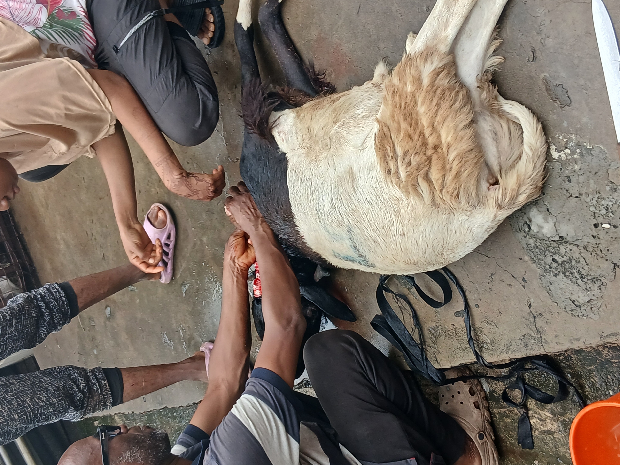 The scene captures what appears to be the ritual slaughter of a goat, a common practice in many cultures. The goat, primarily white with patches of black, lies on its side on a concrete surface, seemingly lifeless. Several individuals surround the animal, their hands positioned around its neck. One man appears to be holding the goat's neck tightly. One man is wearing a gray and white shirt with black pants. The man has on brown crocs. Another man in gray patterned shirt, another man in a pink sandal. The atmosphere suggests the setting is likely a backyard in Lagos, Nigeria.