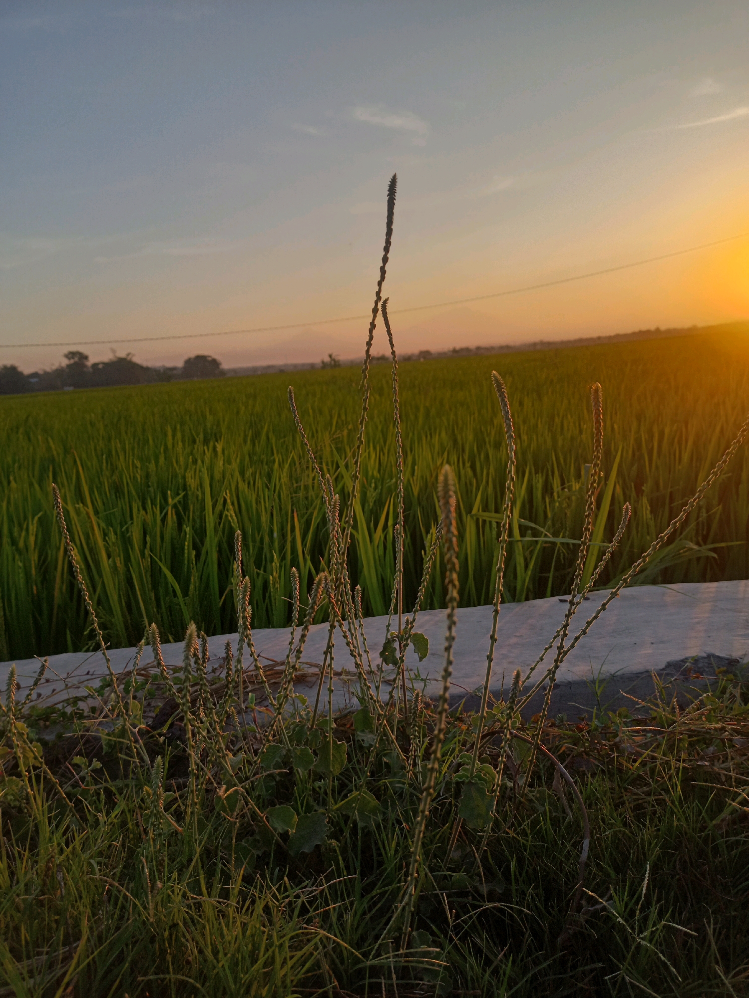A vertical, eye-level, medium shot shows tall, thin, green grass and weeds in the foreground, with a blurred concrete barrier behind it. A vast, green rice paddy stretches into the background, meeting a distant tree line beneath a gradient sky of pale blue at the top, transitioning to soft orange and yellow at the horizon where the sun is setting. The overall scene is serene and depicts a rural landscape at dusk. The location is the village of Karangtalun, Indonesia.