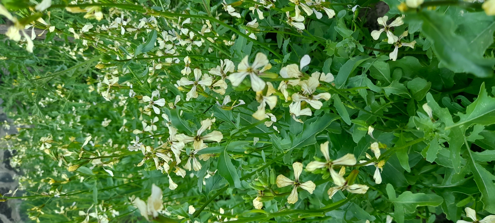 The image is a close-up, slightly blurry shot of a dense patch of green foliage and small, pale flowers. The flowers have four petals and are predominantly white or very pale yellow, with some showing darker veining or centers. They are clustered along thin green stems that are interwoven with the leaves. The leaves are deeply lobed and serrated, with a vibrant green color. The overall impression is of a natural, outdoor scene, likely a garden or wild area. The lighting suggests it could be daytime, but there are no specific cues for time of day or weather. The image is oriented vertically, with the bottom of the frame showing more of the ground or path, which appears to be made of dark gravel or soil. There is no text visible in the image. The focus is on the texture and color of the plants, creating a sense of abundance and natural growth.