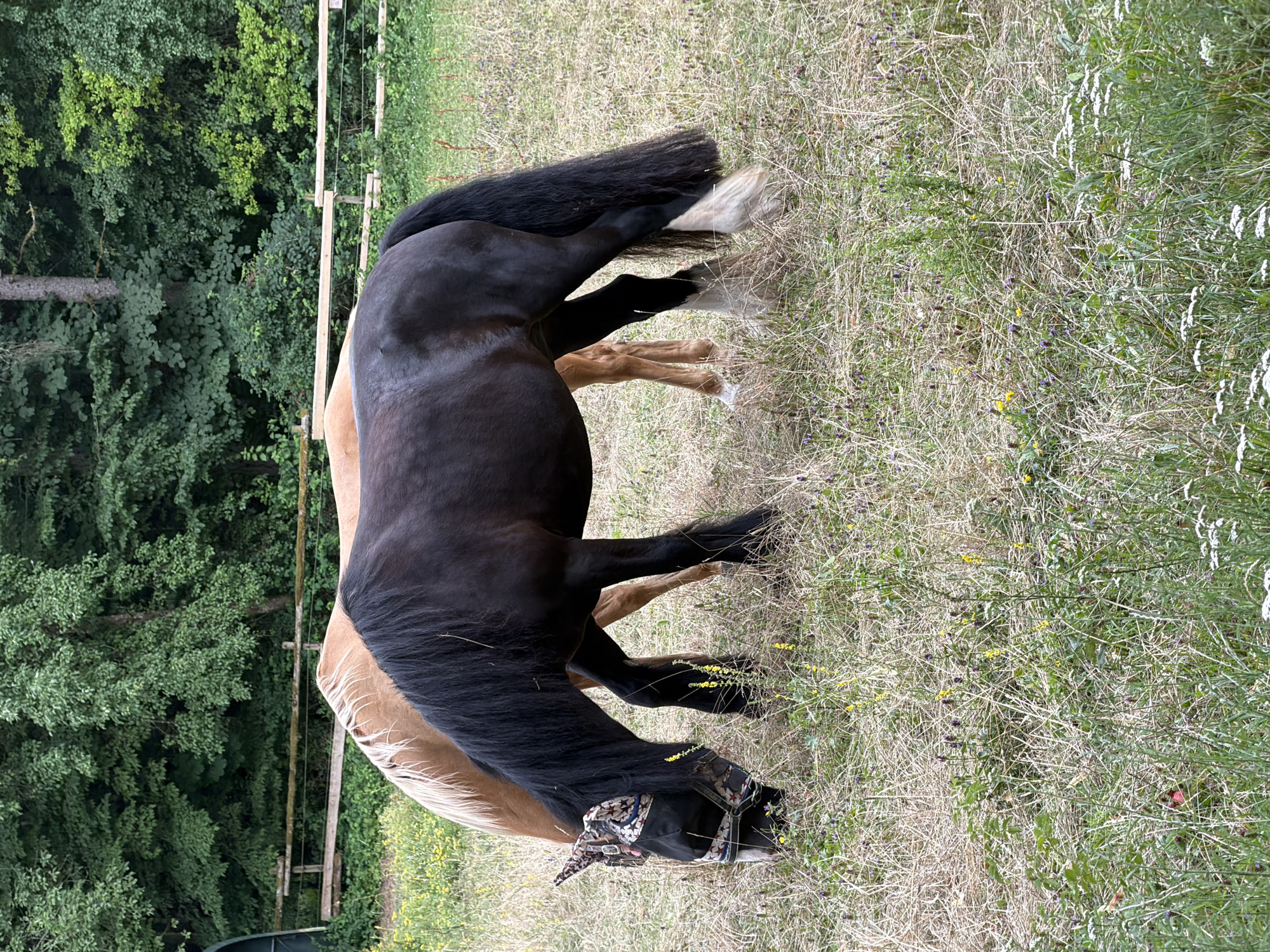 The image shows two horses in a grassy field with a wooded area and a fence in the background. The horse in the foreground is black with a long black mane and tail. It is wearing a black fly mask with a colorful star pattern. The horse in the background is light brown and is partially obscured by the black horse. Both horses appear to be grazing. The field is covered in dry grass and some wildflowers. The wooded area behind the field is dense and green. The fence appears to be made of wooden posts and rails. The scene is outdoors, likely on a farm or in a rural area. The location is not specified in the image itself, but it is stated to be in the city of Heiligenstadt i. OFr., Germany.