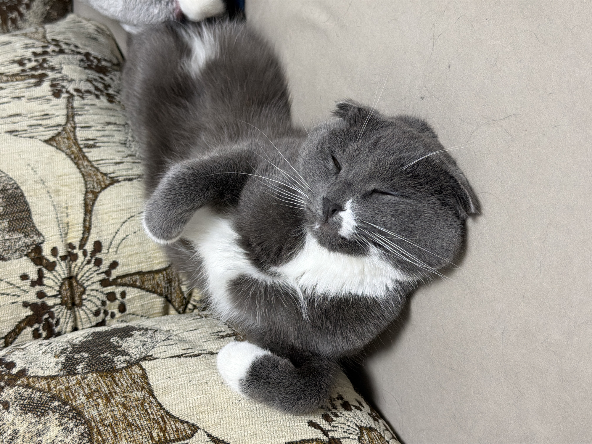 A grey and white cat is sleeping on its back on a light brown sofa. The cat is lying on its side with its paws in the air. Its eyes are closed, and its head is tilted back. The cat's fur is short and soft. The sofa is covered in a textured fabric with a floral pattern in shades of brown and cream. The background is blurred, but it appears to be a living room. The cat's fur is shedding, with several light-colored hairs visible on the sofa. The image is well-lit, and the colors are natural. The location is not specified in the image, but the request mentions the city of Chaikovsky, Russia.