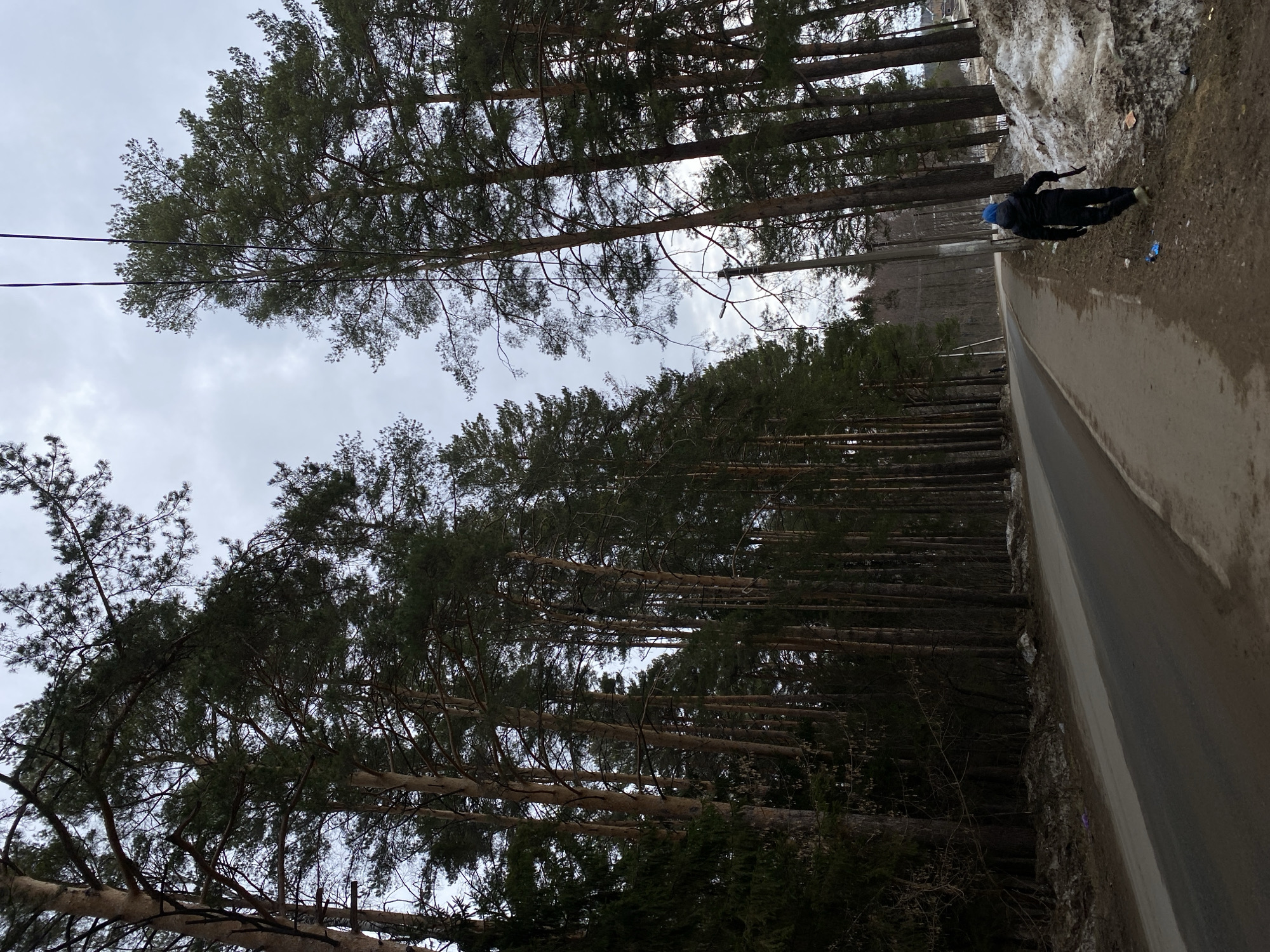 The photograph depicts a paved road bordering a dense pine forest. Patches of melting snow are visible along the road's edge. A person wearing dark clothing and a blue hat is walking on the shoulder of the road. Overhead, power lines are strung between the trees. The scene is in the city of Chaikovsky, Russia.