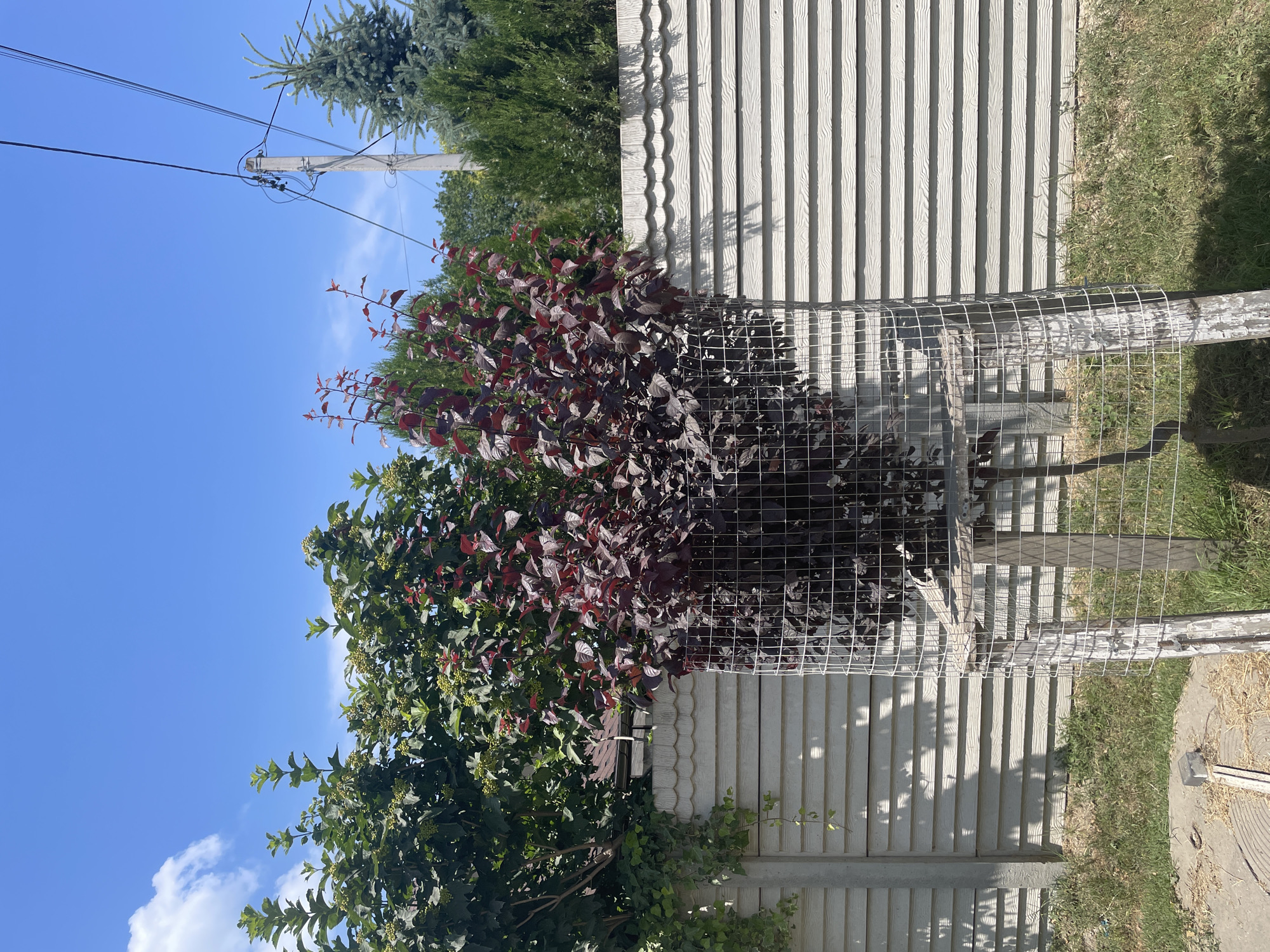 The image depicts an outdoor scene on a clear, sunny day. In the foreground, a dark-leaved shrub is enclosed within a cylindrical wire mesh cage, supported by wooden stakes. Behind the shrub, a light-colored horizontal wooden fence runs across the frame. To the left of the shrub, a green leafy tree with small green berries is visible, with ivy growing on a concrete fence post. To the right of the shrub and fence, several evergreen trees are present. Overhead, power lines stretch across a bright blue sky with a few scattered clouds. The ground in the foreground is covered with dry grass and a circular metal cover with some debris. The scene appears to be a residential backyard in a rural or suburban setting.
