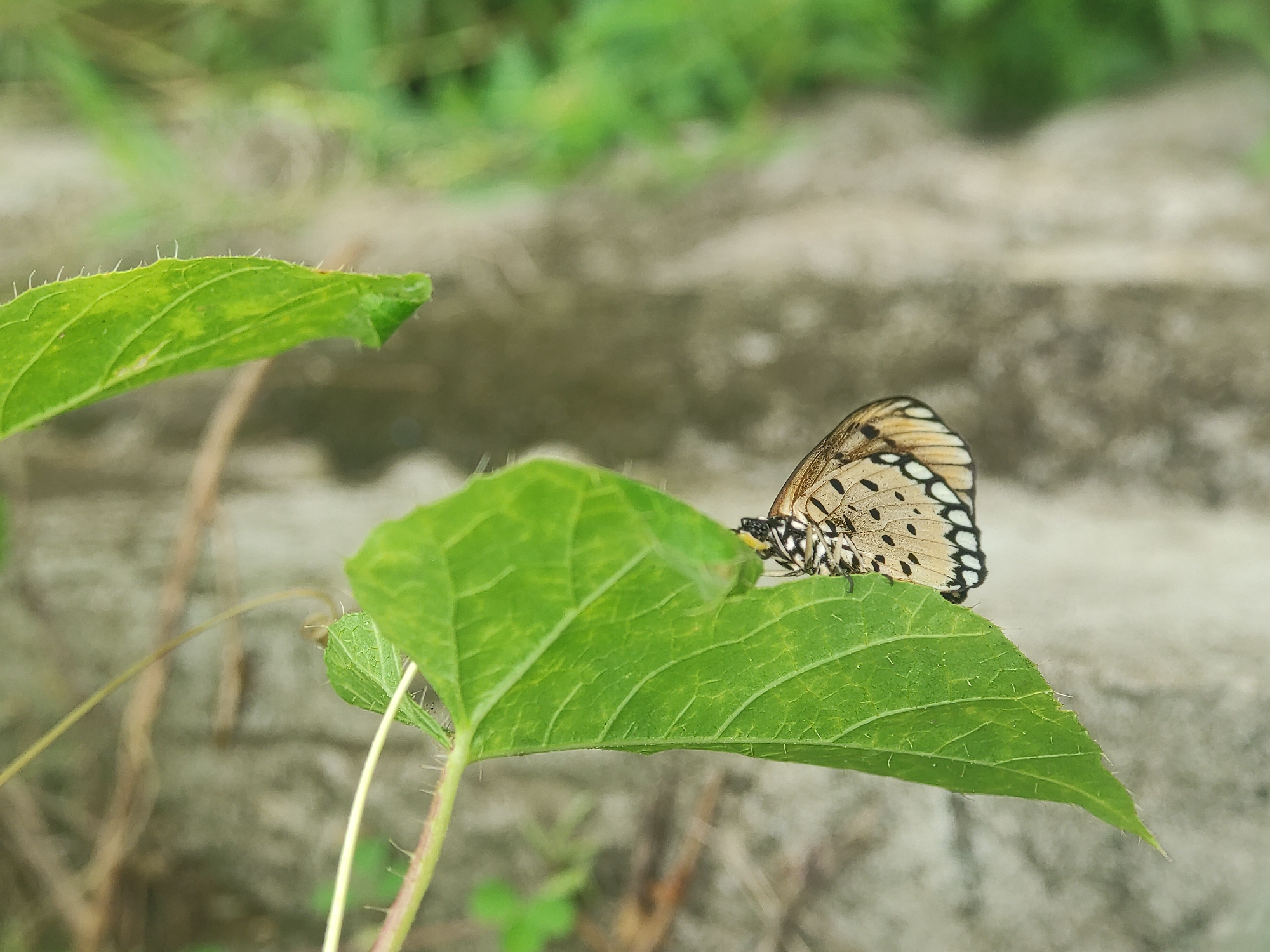 A butterfly with beige, black, and white patterns rests on a vibrant green leaf. The leaf is part of a plant, and another similar leaf is slightly above and to the left of it. The plant's stem is visible and appears to have small thorns. The background is a blurred, mottled gray and green, suggesting a wall or natural environment. The image was taken in a natural environment in Lhokseumawe, Indonesia, focusing on a Tawny Coster butterfly on a leaf.