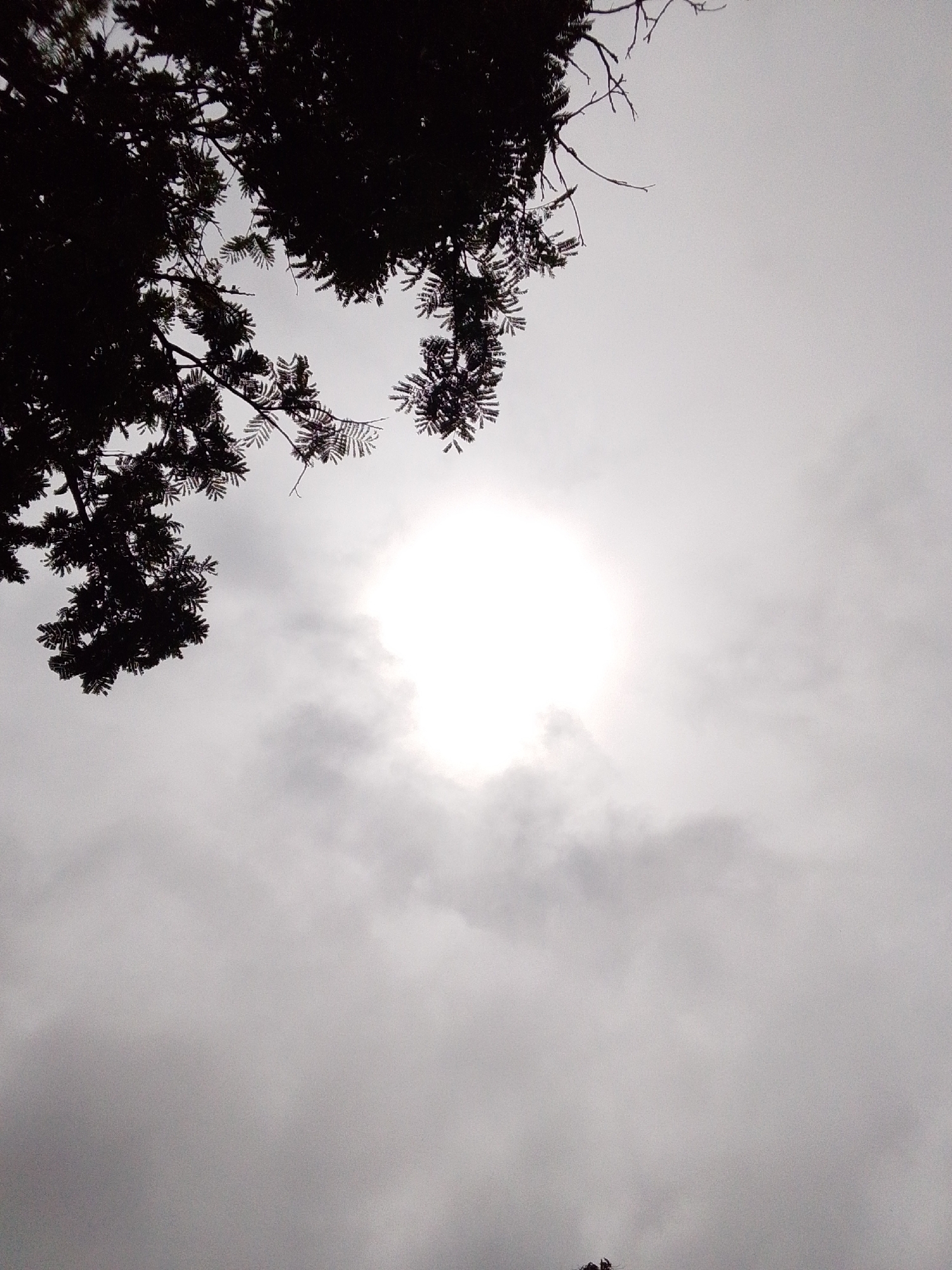 An outdoor, low-angle, wide shot captures a portion of silhouetted tree branches against a bright, overcast sky. The sun is visible as a diffused, luminous circle in the center of the frame, partially obscured by soft, grey clouds. The branches, dark and detailed with small leaves, extend from the upper left corner and frame the sky. The overall impression is one of diffused light and a muted, grey atmosphere, typical of a cloudy day. There is no identifiable location in the city of Serti, Nigeria, present in this image.