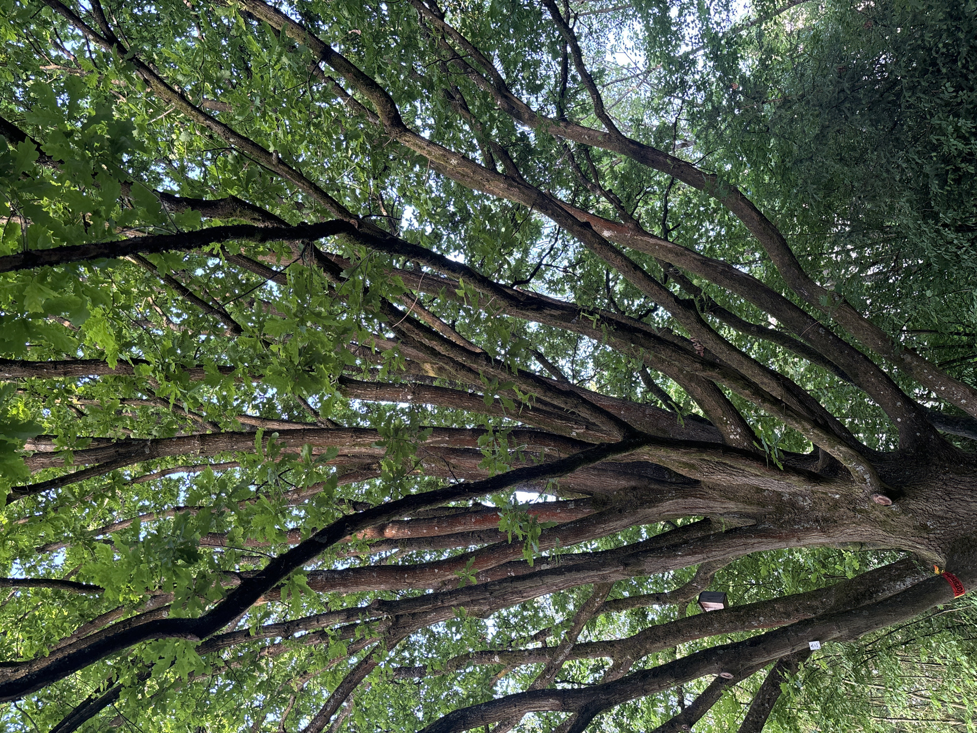 The image is a view looking up into the canopy of a large tree. The scene is likely in Marburg, Germany, as per the prompt's instruction. The tree has thick, gnarled branches that spread outwards, covered in green leaves. Some branches are bare, revealing their texture. The sky is visible through gaps in the foliage. A red ribbon is tied to a branch on the right, and there's a small plaque on a branch nearby. The surrounding environment appears to be another tree on the right side in the image.