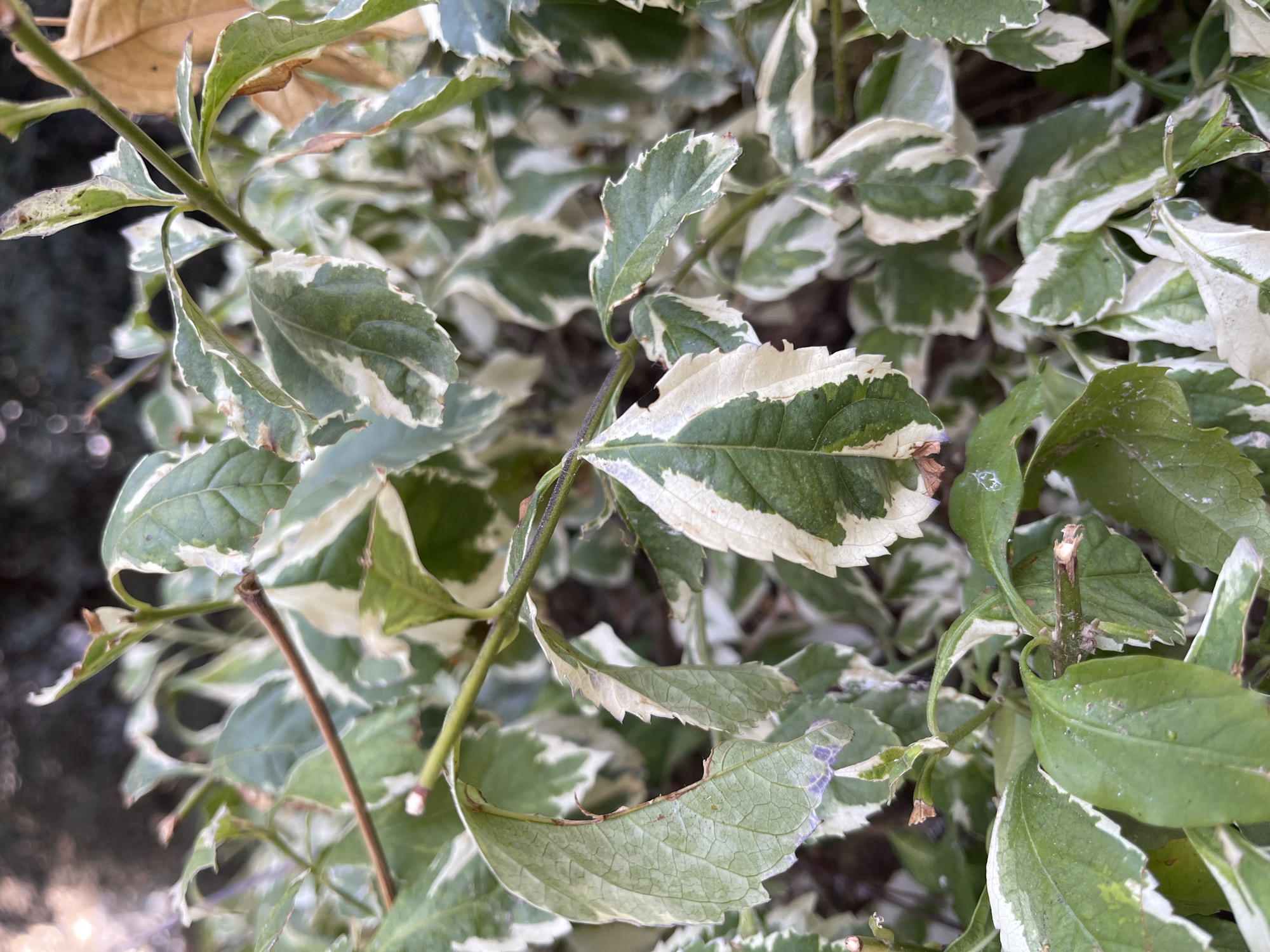 This is a close-up, eye-level shot of a variegated shrub with green and white leaves. The shrub is planted outdoors, likely in a garden or park setting in Netanya, Israel, indicated by the dry, brown leaf in the upper right corner, typical of Mediterranean climates. The lighting suggests it is daytime, with some dappled sunlight filtering through the foliage. The focus is sharp on the leaves and stems in the foreground, with the background blurred. There are no people or animals visible in the image. The overall impression is one of a healthy, albeit slightly dry, ornamental plant.