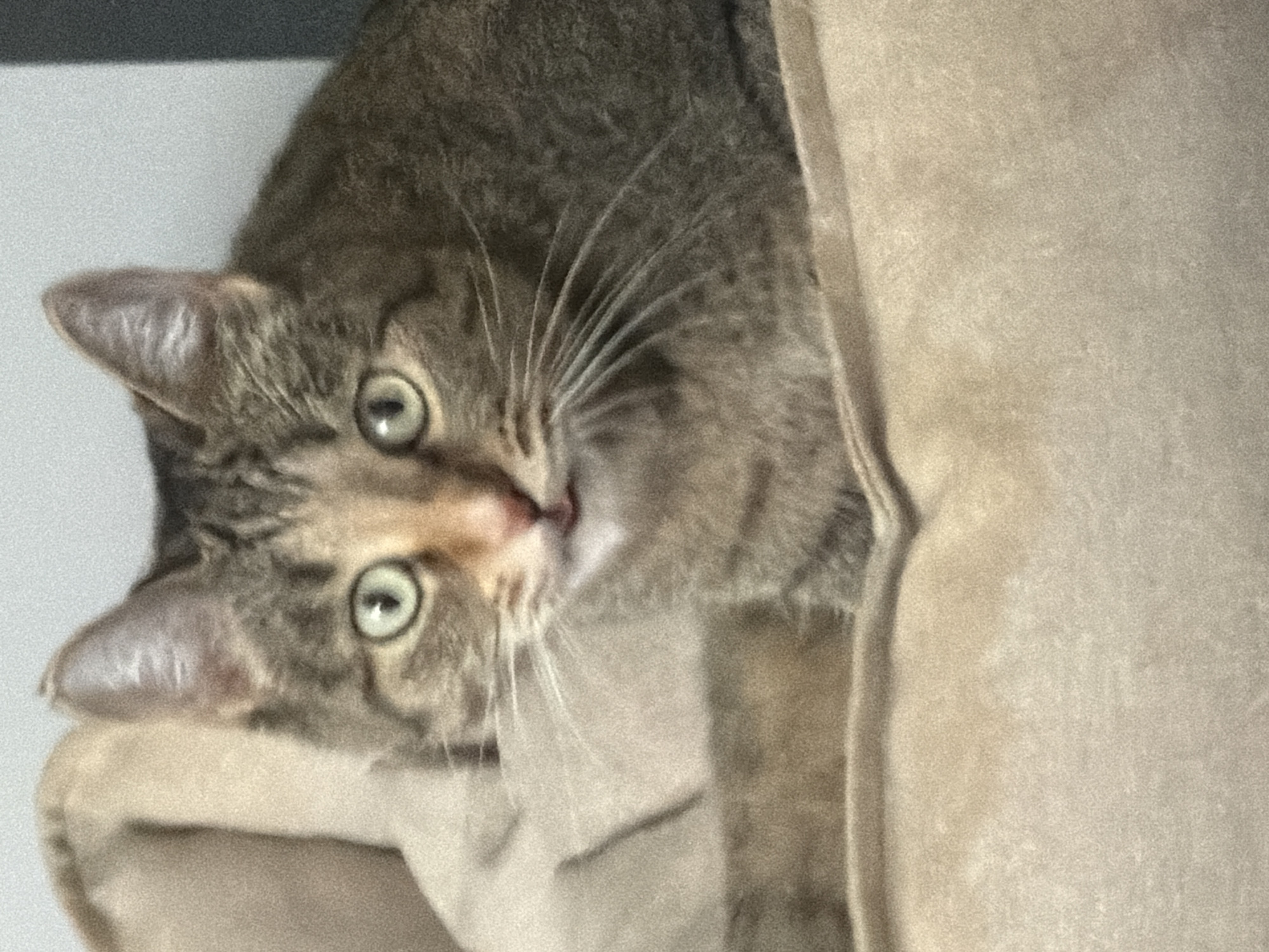 A tabby cat with green eyes is looking directly at the camera while resting on a soft, beige surface. The cat's fur is a mix of gray and brown stripes, and its ears are perked up. The background is blurry, but it appears to be an indoor setting with a light-colored wall. There is no visible indication of the cat's location in a city.