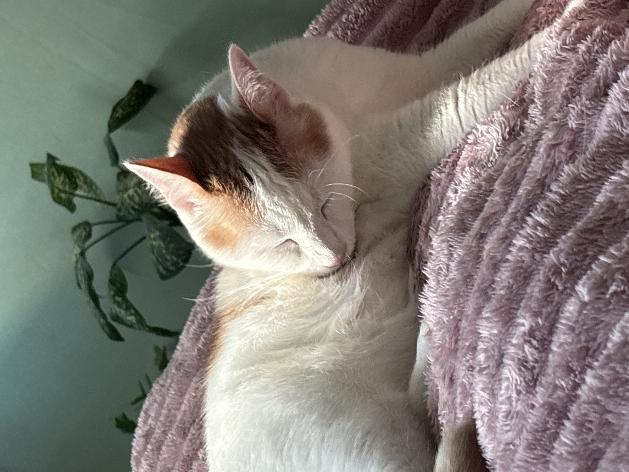 An orange and white cat is grooming itself on a pink fluffy blanket. The cat is lying on its side, with its head tucked into its chest. Sunlight is casting a warm glow on the cat's fur. In the background, a potted plant with green leaves is visible against a teal wall. The scene suggests a relaxed and comfortable indoor environment. The location is not specified as being in any particular city or country.