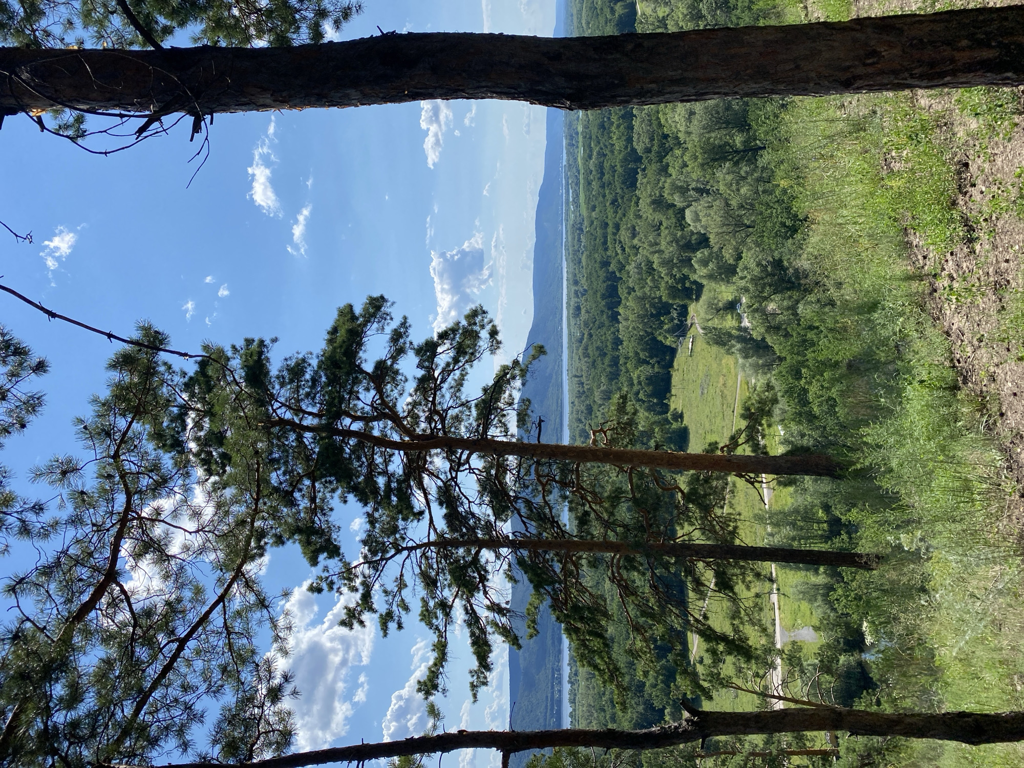 This is a high-angle, vertical, full shot of a serene natural landscape. In the foreground, three prominent pine trees with rough bark and sparse needles frame the view, with two trees in the center and one on the far right. The ground in the immediate foreground is dry and covered with sparse vegetation and pine needles.
The middle ground reveals a lush, green expanse of dense forest. A winding paved road with a single blue car is visible in the lower left quadrant, cutting through the greenery. A small body of water, possibly a river or pond, is also present to the left of the road.
The background features a wide, calm river stretching horizontally across the image, bordered by a distant, low mountain range. The sky above is a vibrant blue, dotted with fluffy white clouds. The overall impression is one of natural beauty and tranquility. The scene is situated in the Mastryukovo forest park area, known for its picturesque views of the Volga River.
