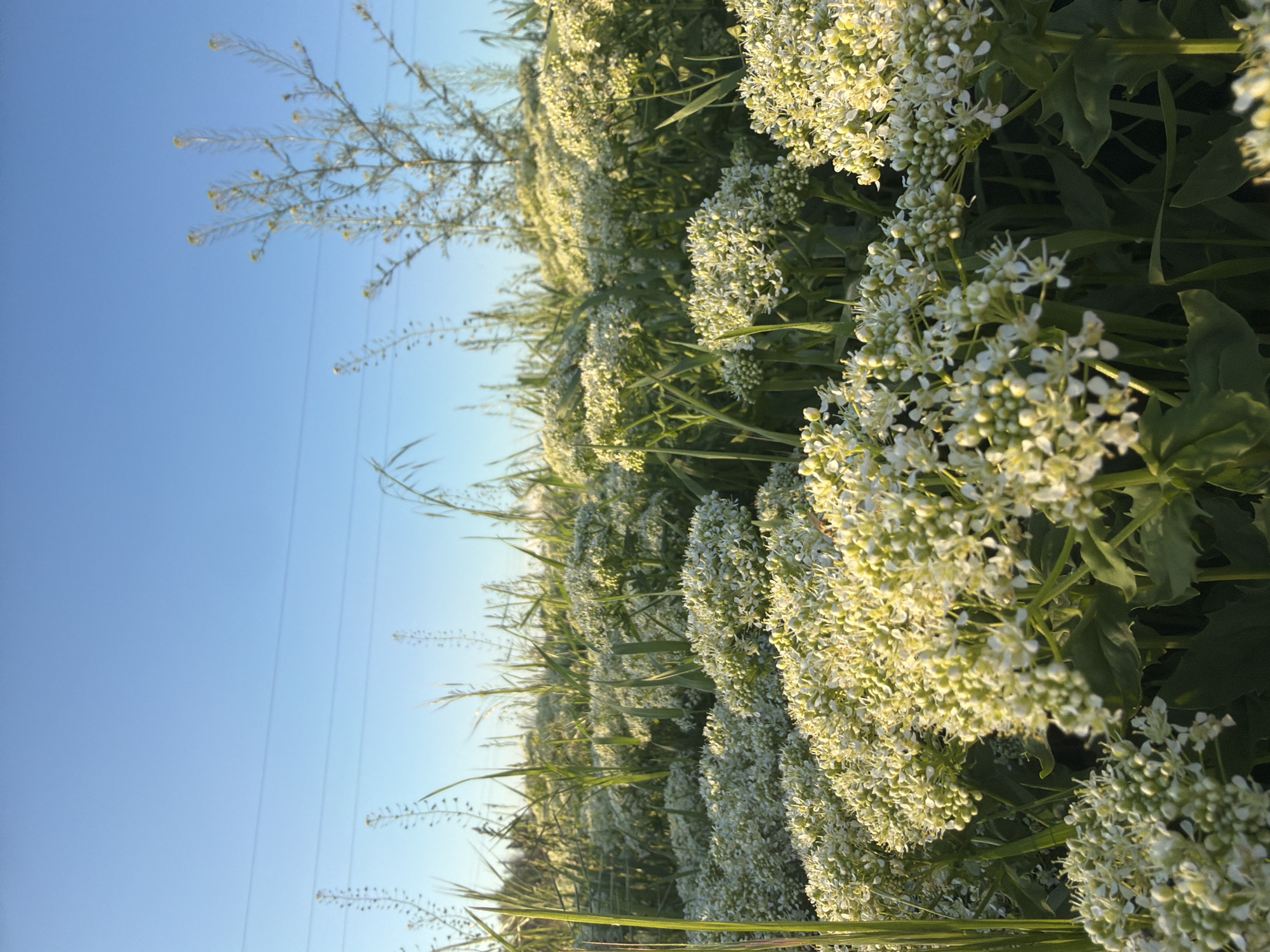 The image shows a field of white flowers under a clear blue sky. Tall stalks of plants are intermixed with the flowering plants. A series of power lines are visible in the top of the frame. The location is Leningradskaya, Russia.