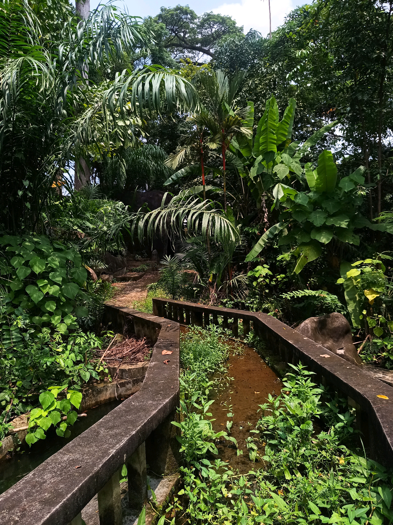 A naturalistic scene is depicted with lush, green vegetation and a man-made concrete structure. The vegetation is dense, with a variety of trees, palms, and undergrowth. The concrete structure appears to be a pathway or bridge with a railing, alongside a shallow, muddy water channel. The water channel is partially overgrown with plants. In the background, there is a dirt path leading uphill through the dense foliage. The lighting suggests it is daytime, with sunlight filtering through the trees. The scene is set in Tambon Pak Nam, Thailand, indicated by the tropical flora and the presence of a man-made water channel, possibly part of a park or a natural reserve in that location. There are no people or animals visible in the image.