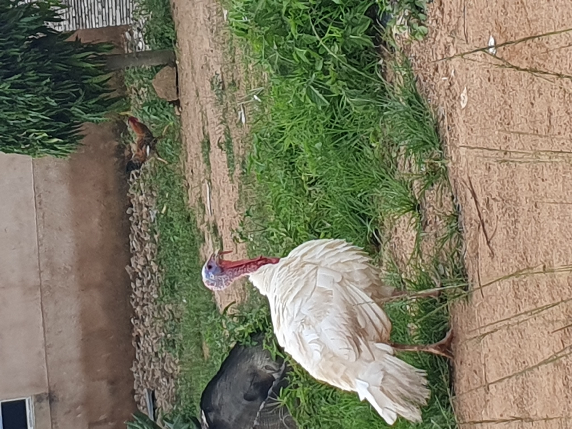 A white turkey stands in a patch of grass, facing left. Its head and neck are exposed, with blue and red skin. Its body is covered in white feathers. In the background, a brown and black rooster is visible near a tree, and a portion of a brown building is also present. The ground is composed of dirt and scattered rocks. The scene appears to be in a rural or semi-rural setting, likely in Gura Top, Nigeria.