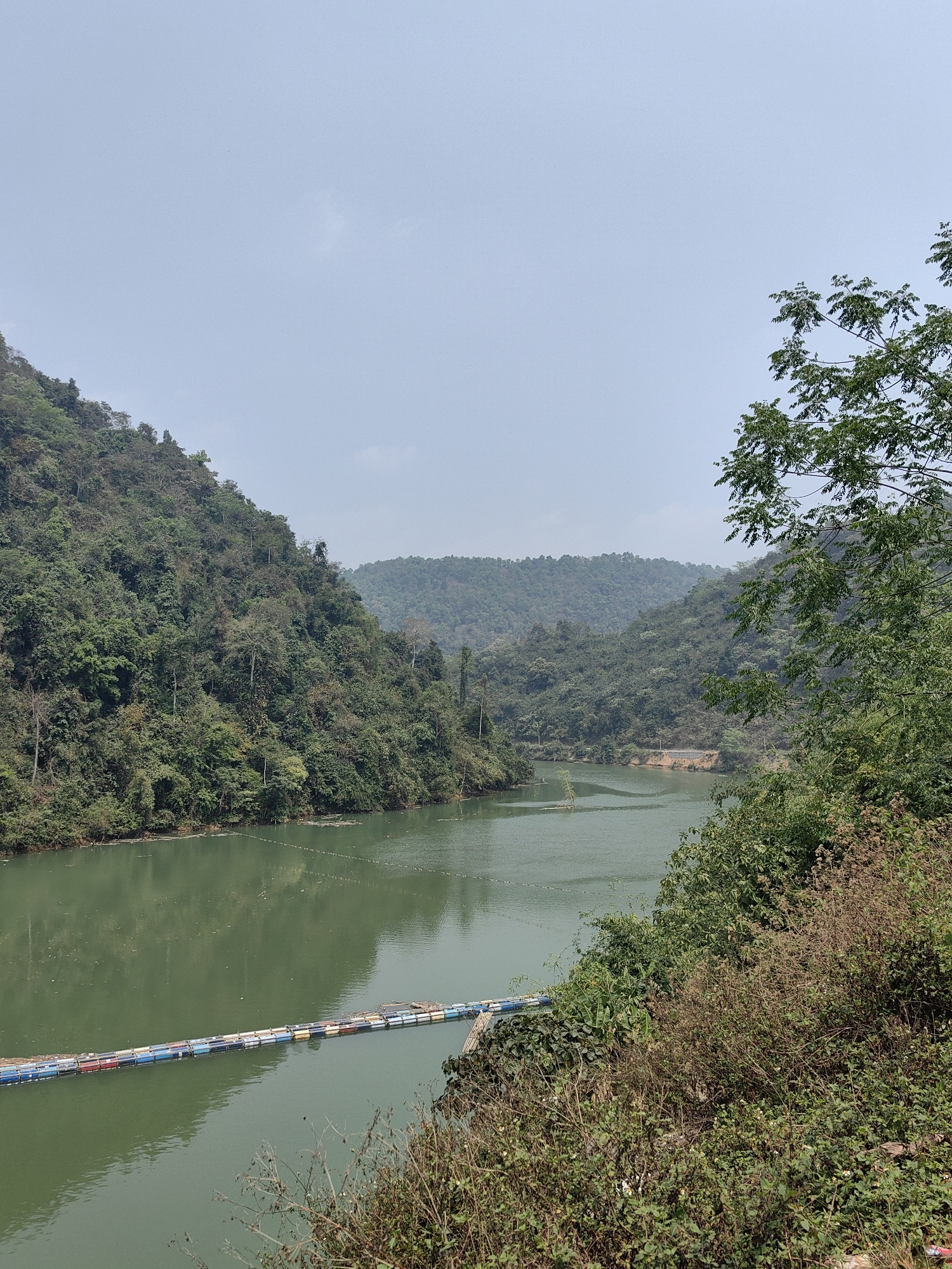 The image depicts a riverine landscape in what is possibly the Bảo Lạc district of Cao Bằng Province, Vietnam, given the query. A body of water, likely a river or reservoir, fills much of the frame, its surface reflecting the surrounding green hills and sky. A floating structure comprised of numerous cylindrical objects, resembling repurposed containers, spans part of the water body in the foreground. The river is flanked by densely vegetated hills on both sides, with trees and undergrowth covering the slopes. The overall scene presents a natural environment with some evidence of human intervention in the form of the floating structure. The sky is overcast or hazy, contributing to the soft lighting of the scene. The vegetation on the right side of the frame is somewhat sparser and shows signs of browning, suggesting seasonal changes or variations in vegetation.
