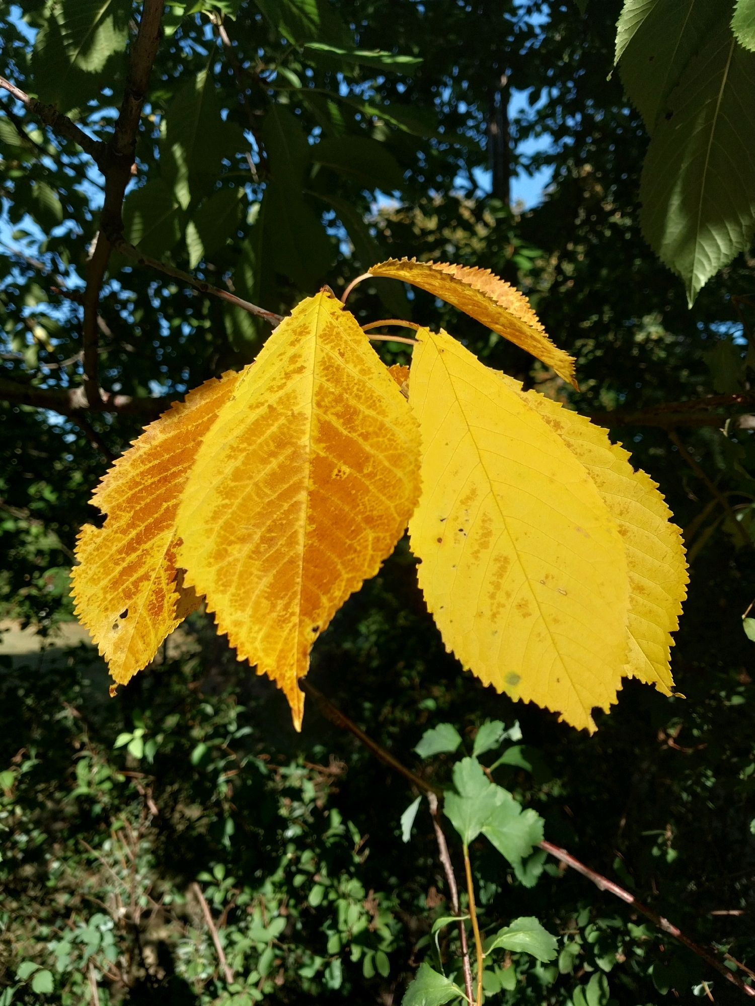 In Doslidne, Ukraine, this close-up image captures a cluster of bright yellow autumn leaves hanging from a branch against a background of dark green foliage and dappled sunlight. The leaves exhibit serrated edges and visible veins, with some showing slight browning or spotting. The lighting suggests it is daytime, with sunlight filtering through the surrounding trees. The overall impression is one of natural beauty during the fall season, with no people or man-made objects prominently featured.