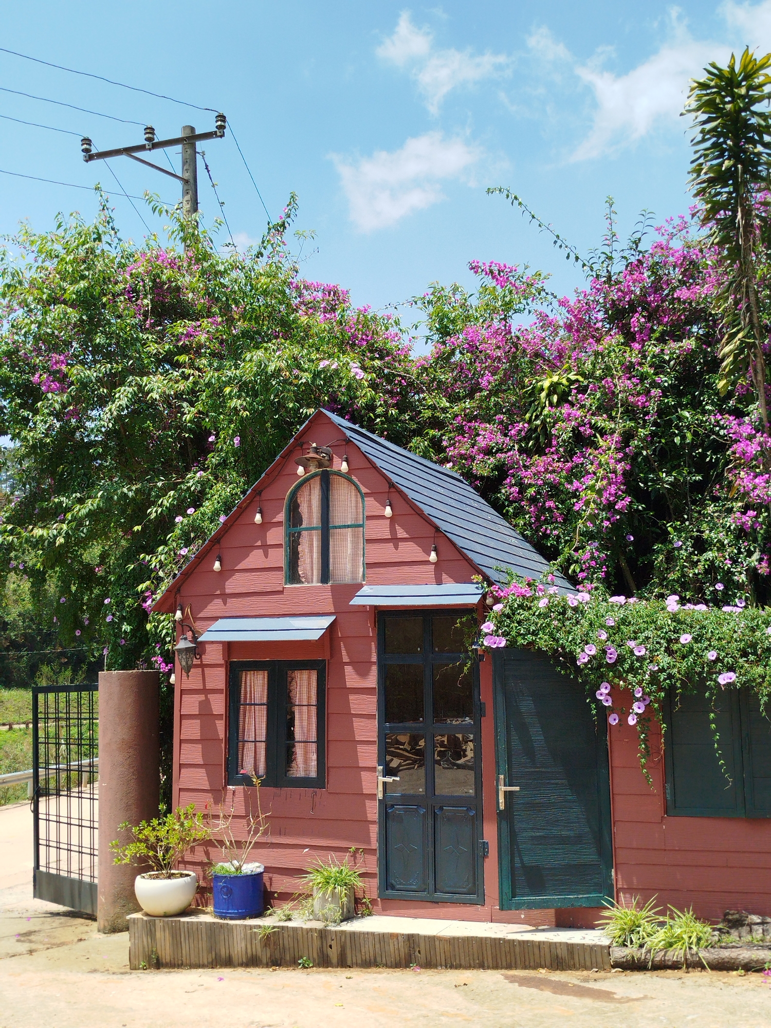 A vibrant, sunlit scene showcases a small, reddish-brown wooden house, likely a cabin or shed, nestled amidst abundant greenery and colorful flowers. The house features a dark gray/blue peaked roof adorned with string lights. On the upper story, there's an arched window with light-colored curtains, and below it to the left, a rectangular window with similar coverings. A dark gray/blue main door is on the lower right, next to what appears to be another door or shutter. A cascading vine with small purple, morning glory-like flowers drapes over this section of the house.
The house is surrounded by lush green foliage, heavily interspersed with bright purple bougainvillea flowers, creating a vibrant backdrop against a clear blue sky dotted with white clouds. To the left of the house, a black metal gate with a round concrete pillar marks an entrance. Potted plants, including a white, a blue, and a concrete-colored one, are arranged near the base of the house, along with smaller green plants.
In the upper left, a wooden utility pole with power lines is visible, rising above the trees. A tall, slender plant with spiky leaves stands on the far right. The ground in front of the house and gate is a light-colored dirt or gravel path. The bright sunshine indicates it is daytime. The overall ambiance is cheerful and picturesque, located in Da Lat, Vietnam. There is no visible text in the image.