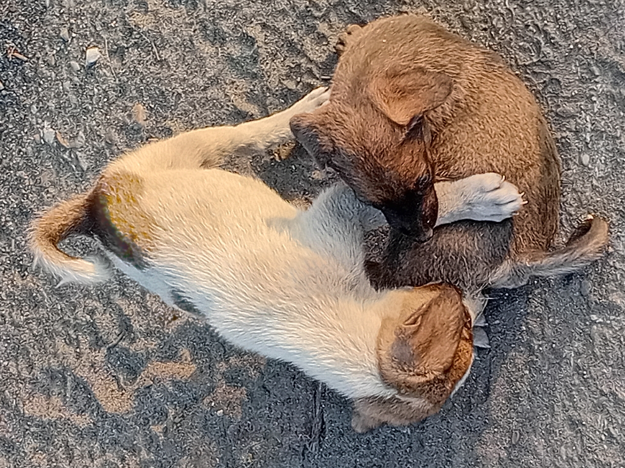 Two puppies are lying on a sandy, gravelly surface. One puppy is predominantly white with tan markings on its head and a patch on its back. The other puppy is a darker brown. They are nestled together, with their bodies intertwined, suggesting they are resting or playing. The ground appears to be an outdoor area, possibly a street or a park in Semey, Kazakhstan. The lighting suggests it is daytime, with sunlight casting shadows. There are no people or other discernible objects in the immediate vicinity.