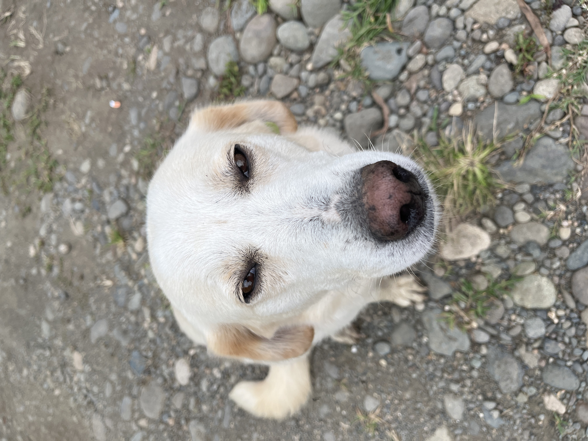 A white dog with brown eyes and a pink nose sits on a ground covered with pebbles and some sparse grass. The dog is looking directly up at the camera. The setting appears to be outdoors, possibly a park or a natural area, with the ground composition suggesting it might be a pathway or a undeveloped area within Ureki, Georgia. There are no people or other significant objects visible in the frame.