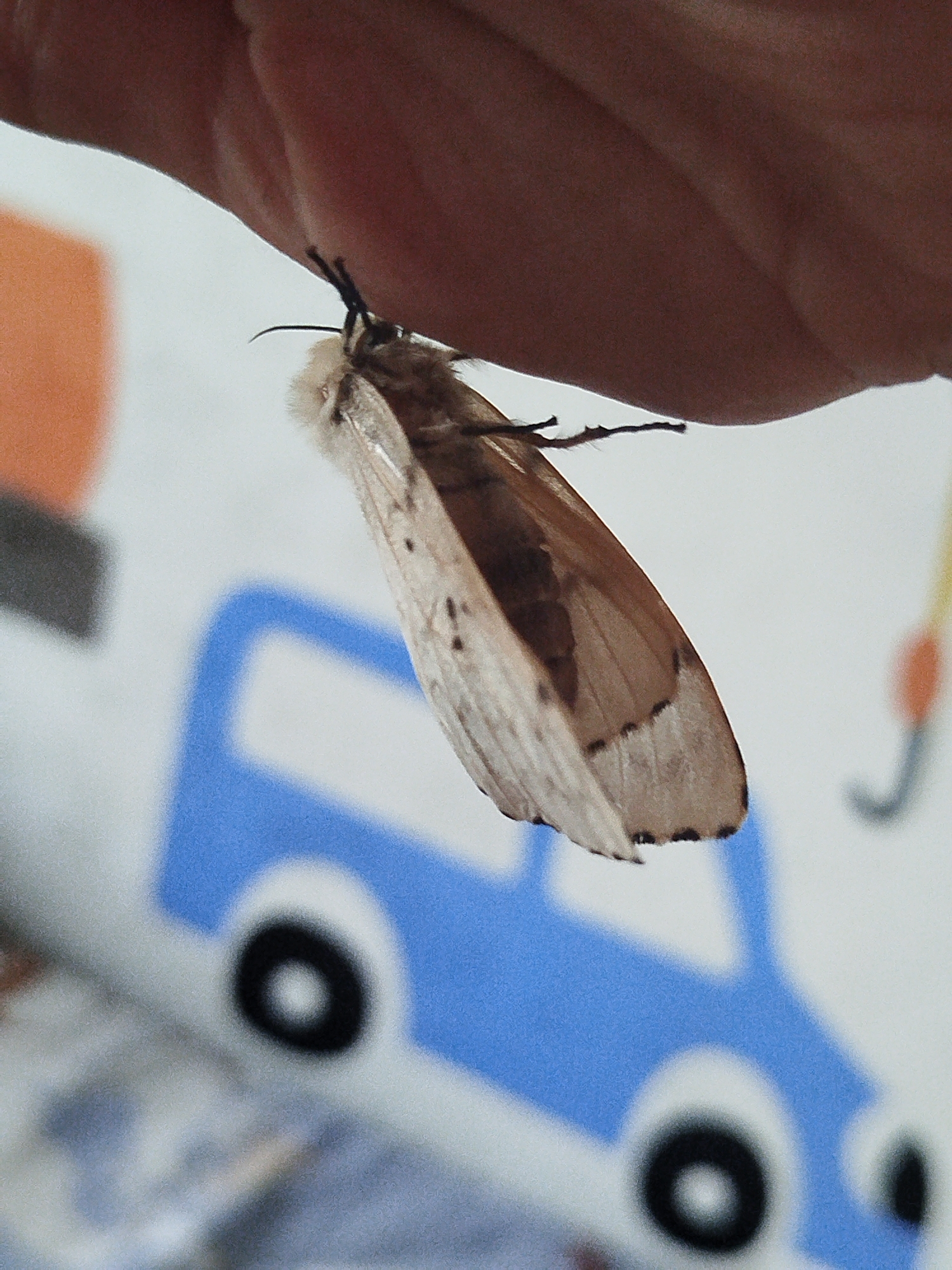 A light brown moth with darker markings on its wings is resting on the underside of a person's finger. The background is blurred and shows a white surface with a blue graphic of a car and some orange and yellow shapes. The image appears to have been taken indoors or in a shaded area. There is no visible information about the location within the city of Zavodoukovsk, Russia.