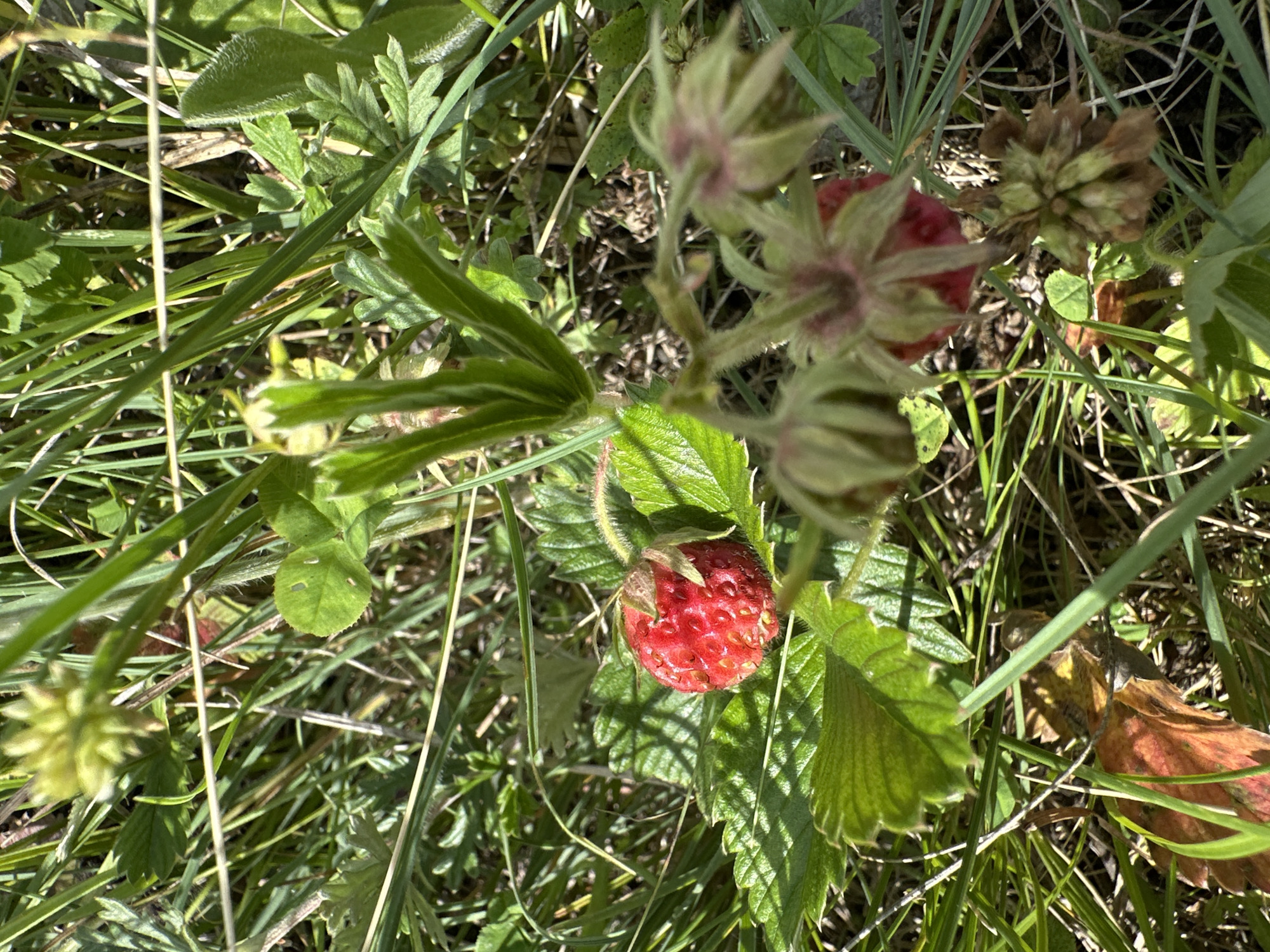A single ripe strawberry is visible in the center of the image, nestled amongst lush green grass and leaves. The strawberry is a vibrant red, with a textured surface indicating its small seeds. Its stem and a few small green leaves are attached. To the right of the strawberry, several immature green buds are clustered together, some with pinkish-red tips. In the background, more green foliage and blades of grass are visible, with some dried brown leaves and detritus on the ground. The lighting suggests a sunny day, with shadows cast by the leaves onto the strawberry.
