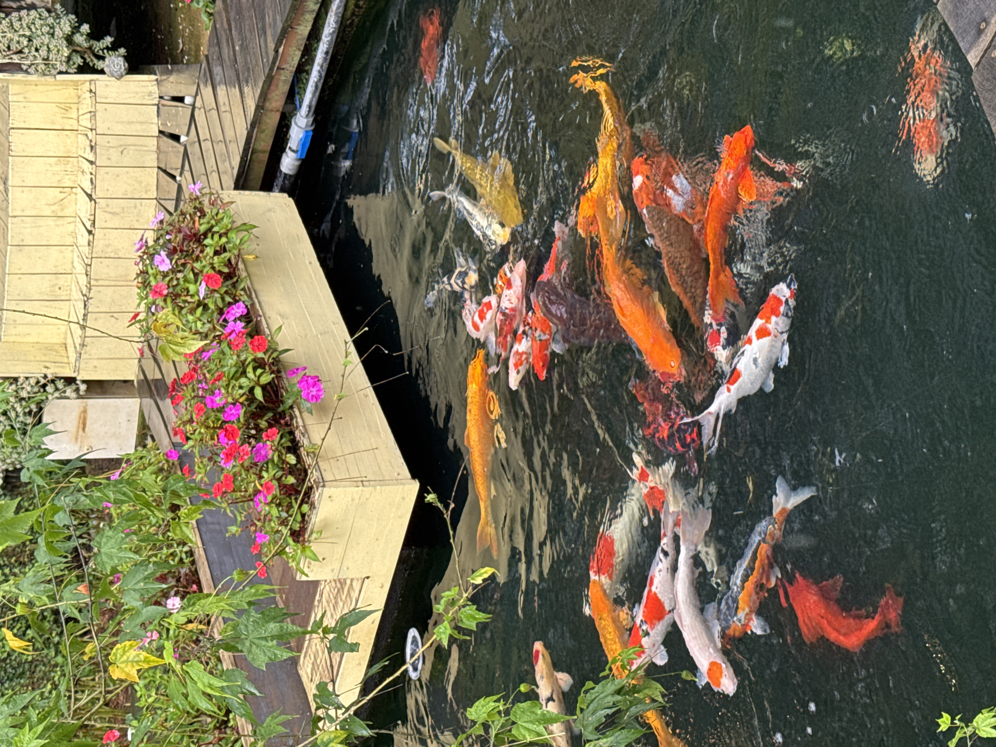 This is a high-angle, full-shot photograph of a koi pond with a wooden deck and planter box filled with pink and red impatiens flowers. The water is dark and appears murky, with several koi fish visible swimming near the surface. The koi are of various colors, including orange, white, black, and red. The wooden deck is wet, suggesting recent rain or water splashing from the pond. A hose with a blue and grey connector is visible extending from the planter box into the water. The scene appears to be located in Lộc Quý, Vietnam, given the presence of lush vegetation and the overall aesthetic. There are no people visible in the image.