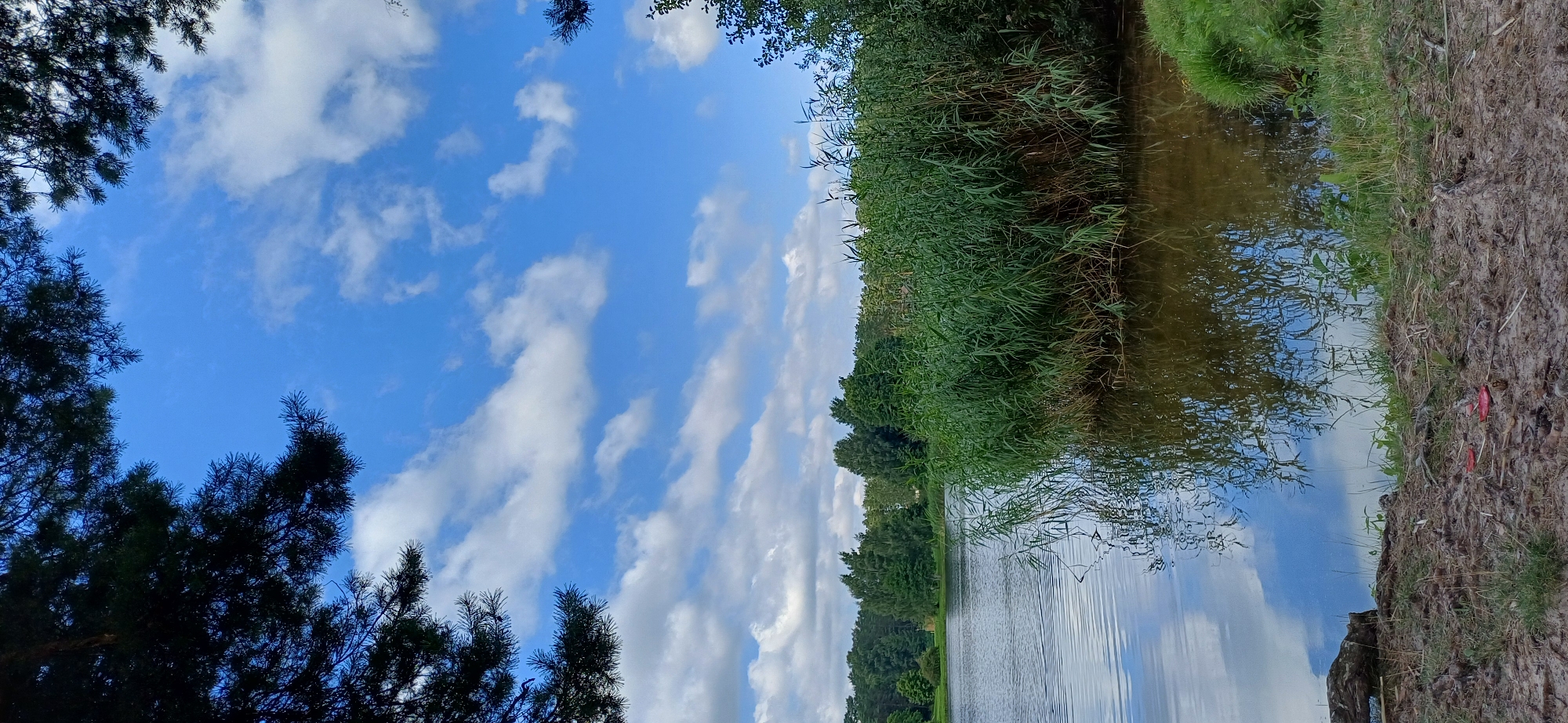 A serene natural landscape unfolds under a bright blue sky dotted with fluffy white clouds. The scene is dominated by a calm body of water, likely a lake or pond, which reflects the sky and surrounding vegetation. Dense, tall green reeds line the right bank of the water, creating a lush, verdant barrier. Across the water, a distant treeline of various green hues suggests a forested area. The foreground consists of sandy, dry ground with sparse patches of grass and some scattered debris, including what appear to be small red objects and pine cones. Overhead, dark green pine branches frame the upper left portion of the image, adding depth and a sense of being in a wooded area. The overall impression is one of tranquility and natural beauty.