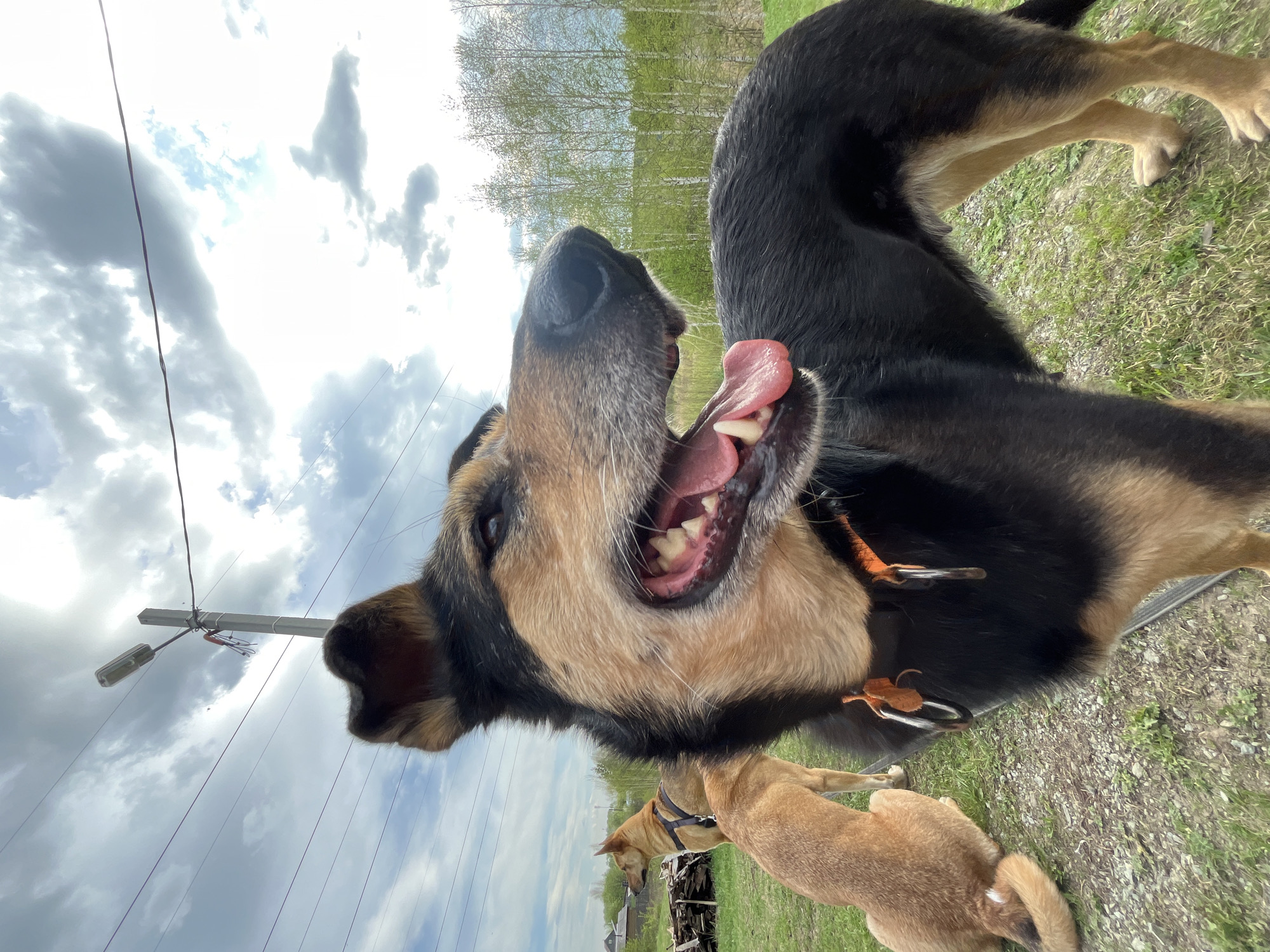 A wide-angle, upside-down perspective captures a close-up view of a black and tan dog with its mouth open, tongue visible. The dog appears to be wearing an orange collar. Behind the large dog, another smaller, tan dog is visible. The background shows a grassy area, trees, a cloudy sky, and a utility pole with a light fixture. The scene is likely set in an outdoor location. The photo was taken in Nizhny Tagil, Russia.