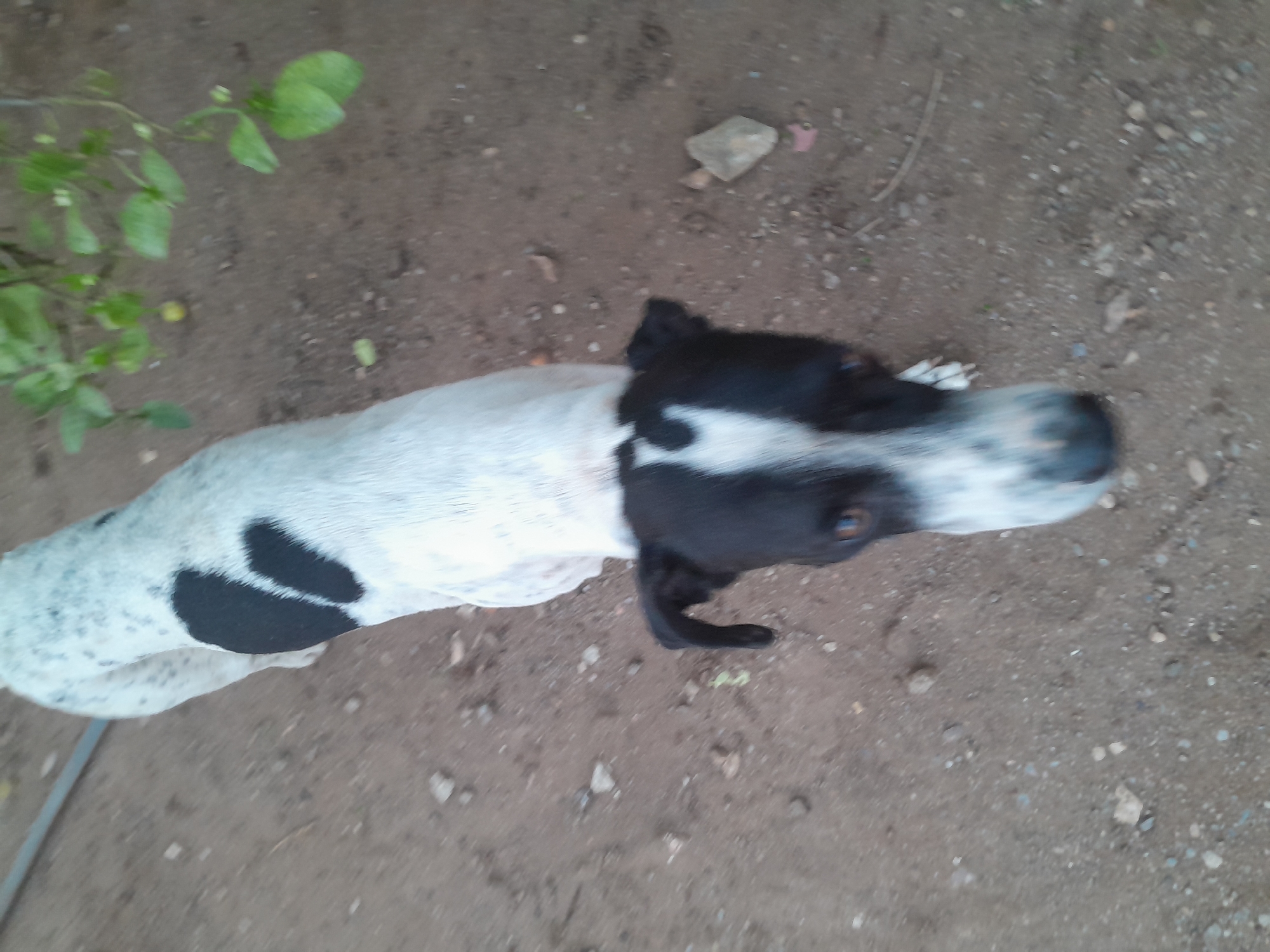 A white dog with black spots on its back and head stands on sandy, dirt ground. The dog's head is black with a white stripe down its nose, and it has brown eyes. The dog is looking down towards the camera. In the upper right corner of the image, there are green leaves from a plant, and a small yellow fruit is visible. The ground is scattered with small rocks and debris. The overall scene suggests an outdoor environment, possibly a yard or unpaved area within Santa Ana, Venezuela.