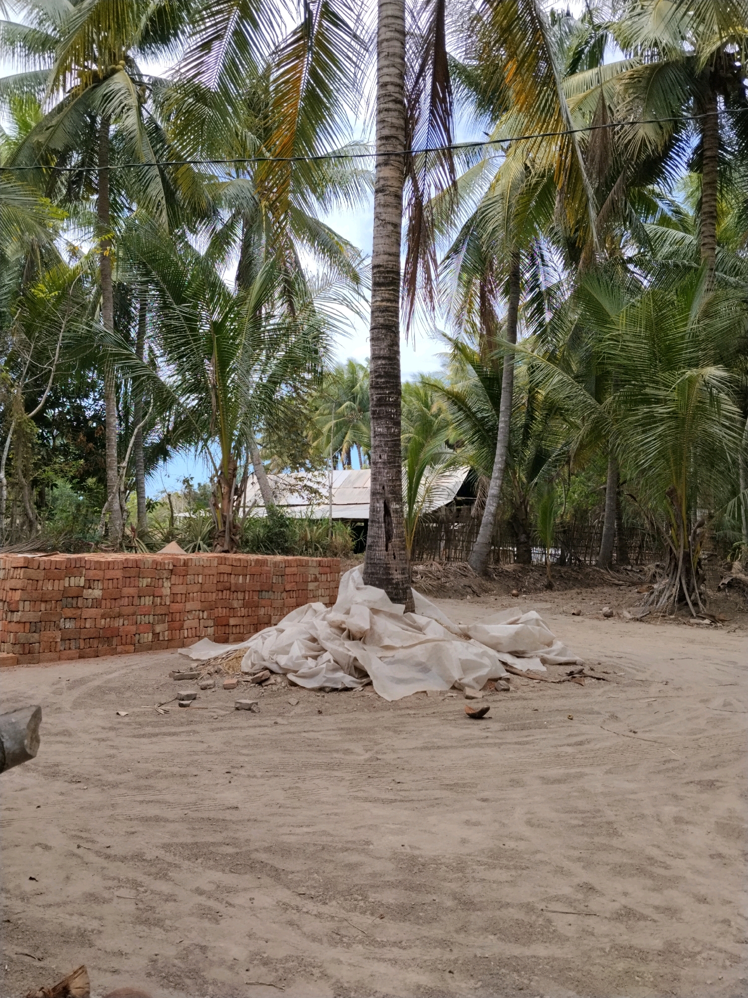 The image depicts an outdoor scene in Korleko Selatan, Indonesia, characterized by a sandy ground with scattered debris and a stack of red bricks on the left. In the center, a palm tree stands tall, surrounded by a pile of white plastic sheeting and some straw. Behind the tree and bricks, a cluster of palm trees forms a dense backdrop, with a simple structure with a corrugated metal roof visible through the foliage. The sky above is partly cloudy.