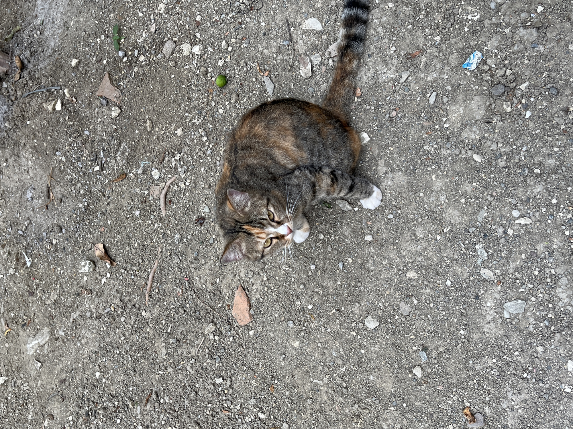 A calico cat is sitting on a gravelly ground surface. The cat is facing the camera and looking forward with its paws tucked underneath its body. The cat's fur is a mix of brown, black, and orange, with white paws. The ground is covered in small stones and some scattered leaves and debris. In the upper right corner of the image, a small green lime is visible. To the lower right of the lime, a crumpled piece of blue and white plastic packaging lies on the ground. The scene appears to be outdoors in a seemingly undeveloped or unmaintained area.