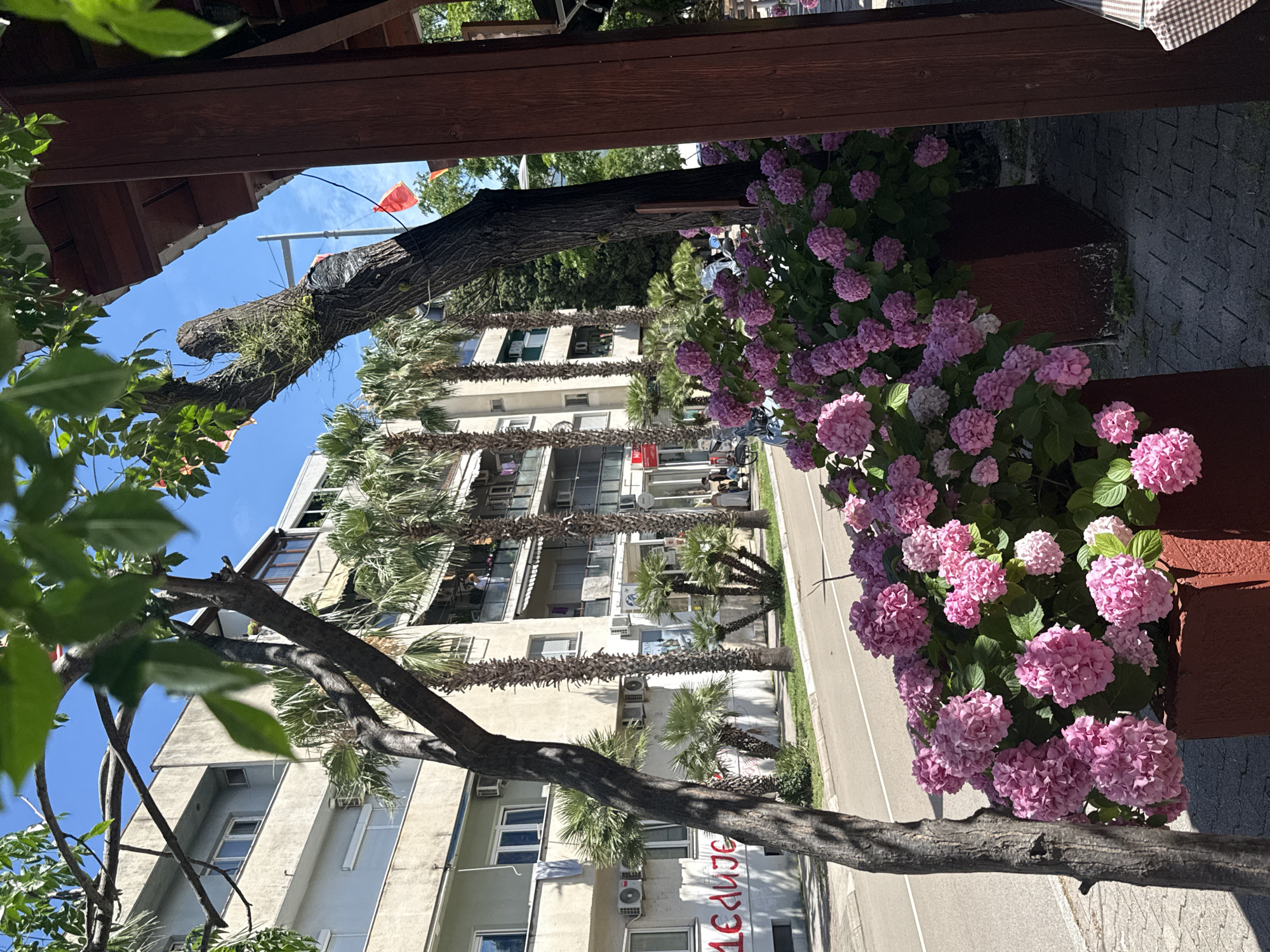 The image depicts a street scene in the city of Bar, Montenegro, on a sunny day. In the foreground, vibrant pink hydrangeas are blooming in large, dark red planters, partially obscuring a paved walkway. A gnarled tree trunk stands to the left, with its branches and leaves extending into the upper part of the frame, casting shadows.
Behind the planters and tree, a street runs parallel to the sidewalk. Across the street, a multi-story building with a light-colored facade is visible, featuring multiple balconies with clothes hanging out to dry. Palm trees are planted along the sidewalk in front of the building, and several windows and air conditioning units are apparent. Red graffiti, possibly Cyrillic lettering, is visible on the lower part of the building's facade.
Further down the street, more palm trees and parts of other buildings can be seen, along with a few parked cars and people walking. A wooden structure with a dark red roof and vertical support beams is present on the right side of the image, suggesting a cafe or outdoor seating area. Red flags are attached to poles in the background, adding a touch of color to the scene. The sky is clear blue.