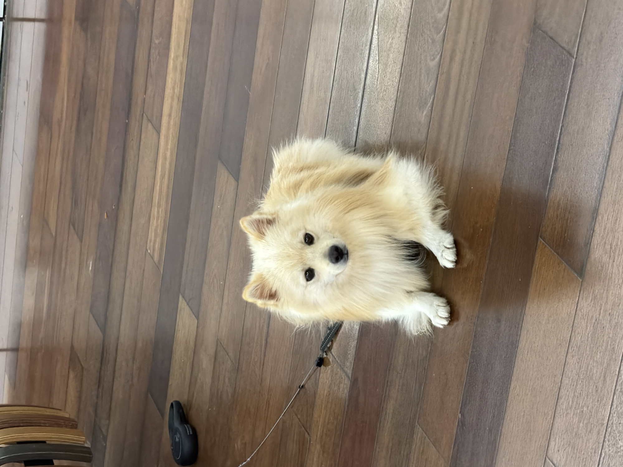 A tan, fluffy, small dog is lying on a wooden floor in what appears to be an indoor setting. The dog is on a leash. A pair of headphones and a stack of wooden items are visible on the floor in the lower left of the image. There is no indication of this image being taken in Spreitenbach, Switzerland.