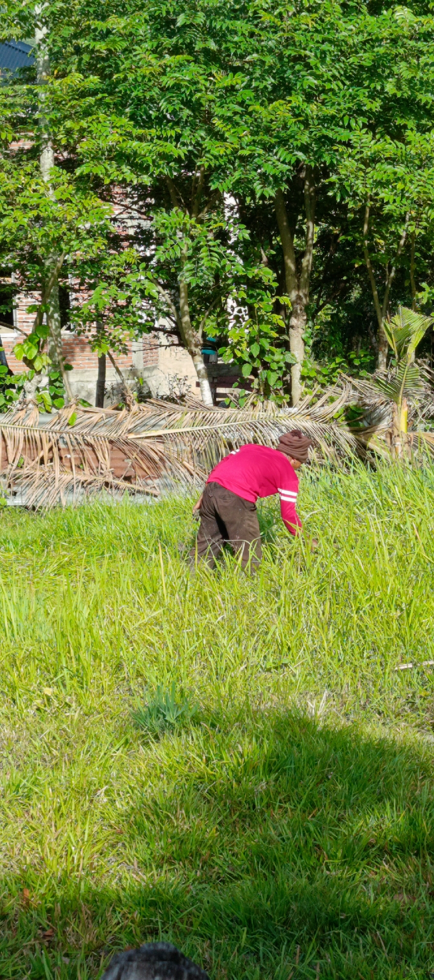In Pashiebeutong, Indonesia, a person wearing a pink long-sleeved shirt and brown pants is bent over, working in a grassy area. They are wearing a brown beanie. The person is surrounded by lush green grass, and behind them, there are trees with dense green foliage and some dry palm fronds. A brick structure is partially visible through the trees. The scene is illuminated by natural sunlight, casting shadows on the grass.