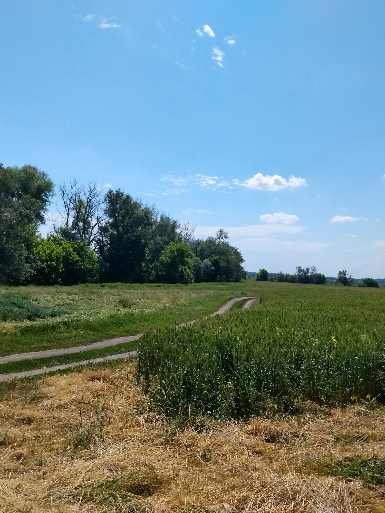 The image depicts a rural landscape on a sunny day, with a clear blue sky dotted with a few white clouds. In the foreground, a dry, golden-brown grassy area transitions into a lush green field of growing crops, possibly wheat, that occupies the majority of the frame. A dirt path, curving from the left foreground into the green field, provides a sense of depth. Along the left edge of the image, a line of trees, some with dense green foliage and others appearing bare, forms a backdrop against the sky. The overall impression is one of a peaceful, natural environment, likely in the countryside of Ustyvytsia, Ukraine.