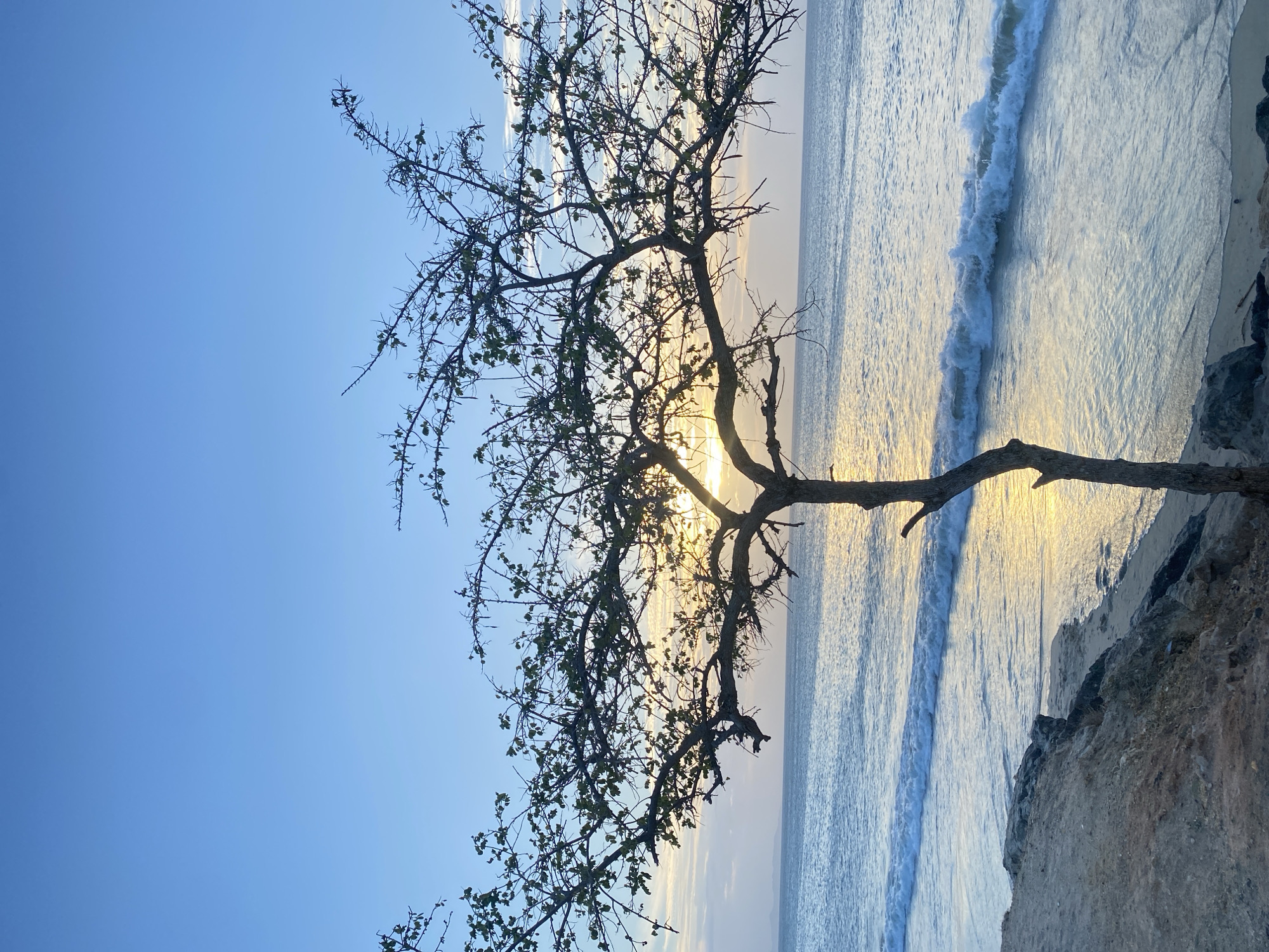 The image captures a coastal scene likely near Juan Griego, Venezuela. A slender tree with sparse foliage dominates the foreground, positioned against a backdrop of the ocean and a light blue sky. The sunlight appears to be filtering through the branches of the tree, creating a bright glow. The ocean is visible with gentle waves approaching the shore, which appears to be a sandy beach bordered by a rocky cliff. The image has been rotated 90 degrees counter-clockwise, causing the horizon to appear vertical.