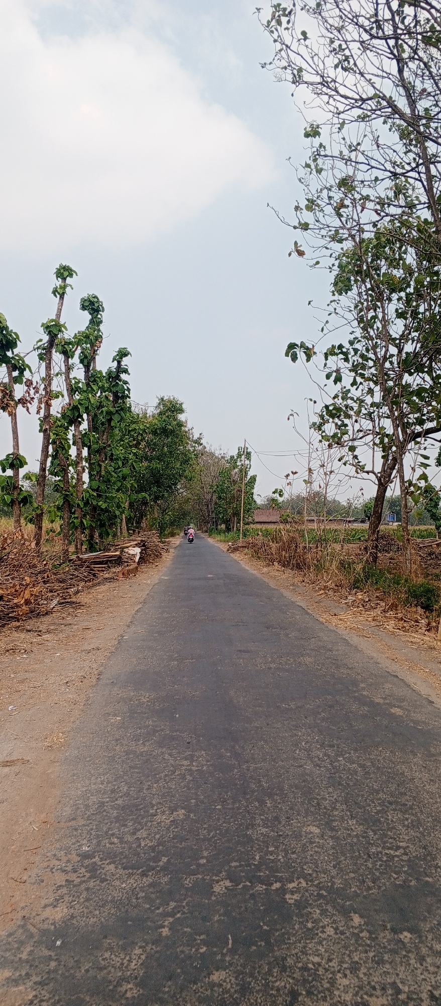 The image captures a rural road scene in Gulun, Indonesia. The road, paved with asphalt, stretches into the distance, flanked by an array of trees and vegetation. On the left side of the road, stacks of cut wood are piled high. A person on a red motorcycle is traveling away from the viewer down the road. The sky above is overcast, with scattered clouds. The environment appears dry and somewhat arid, with sparse foliage on some trees and dry grasses and bushes lining the road. In the background, hints of buildings suggest a residential area or settlement. The overall impression is one of a quiet, everyday scene in the Indonesian countryside.