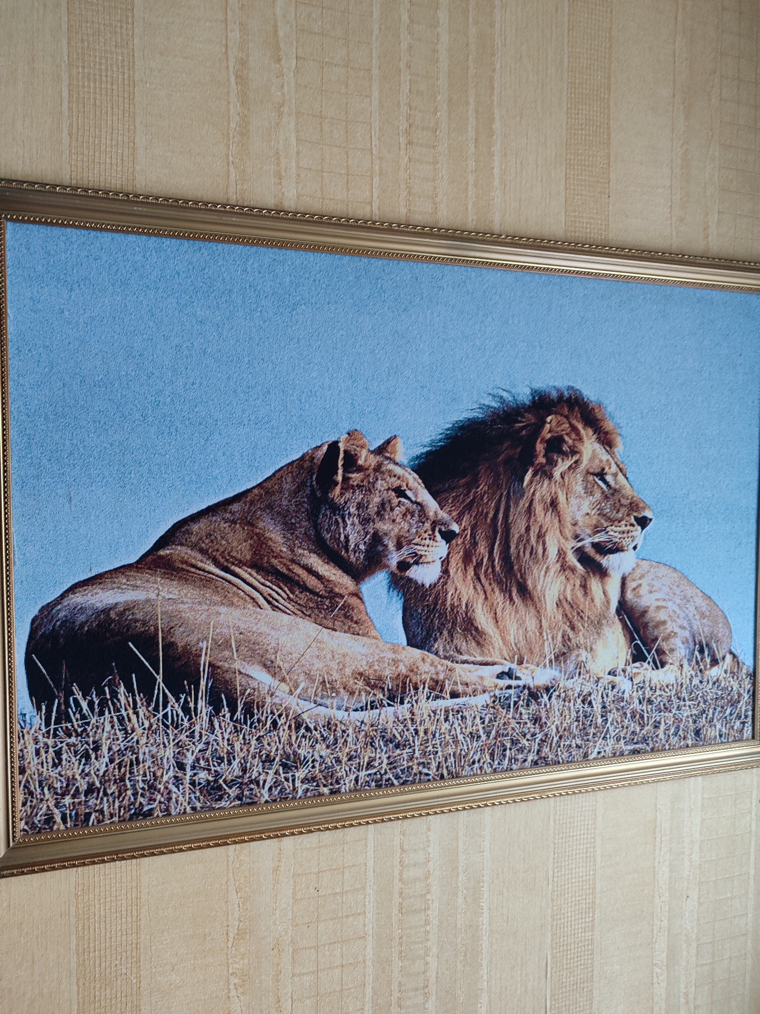 A framed picture of two lions, a male and a female, is hanging on a wall with a beige, striped wallpaper in the city of Uzda, Belarus. The lions are lying down in dry grass against a bright blue sky. The male lion has a large mane and is facing to the right, while the female is lying to his left and facing the viewer. The frame is ornate and gold-colored.