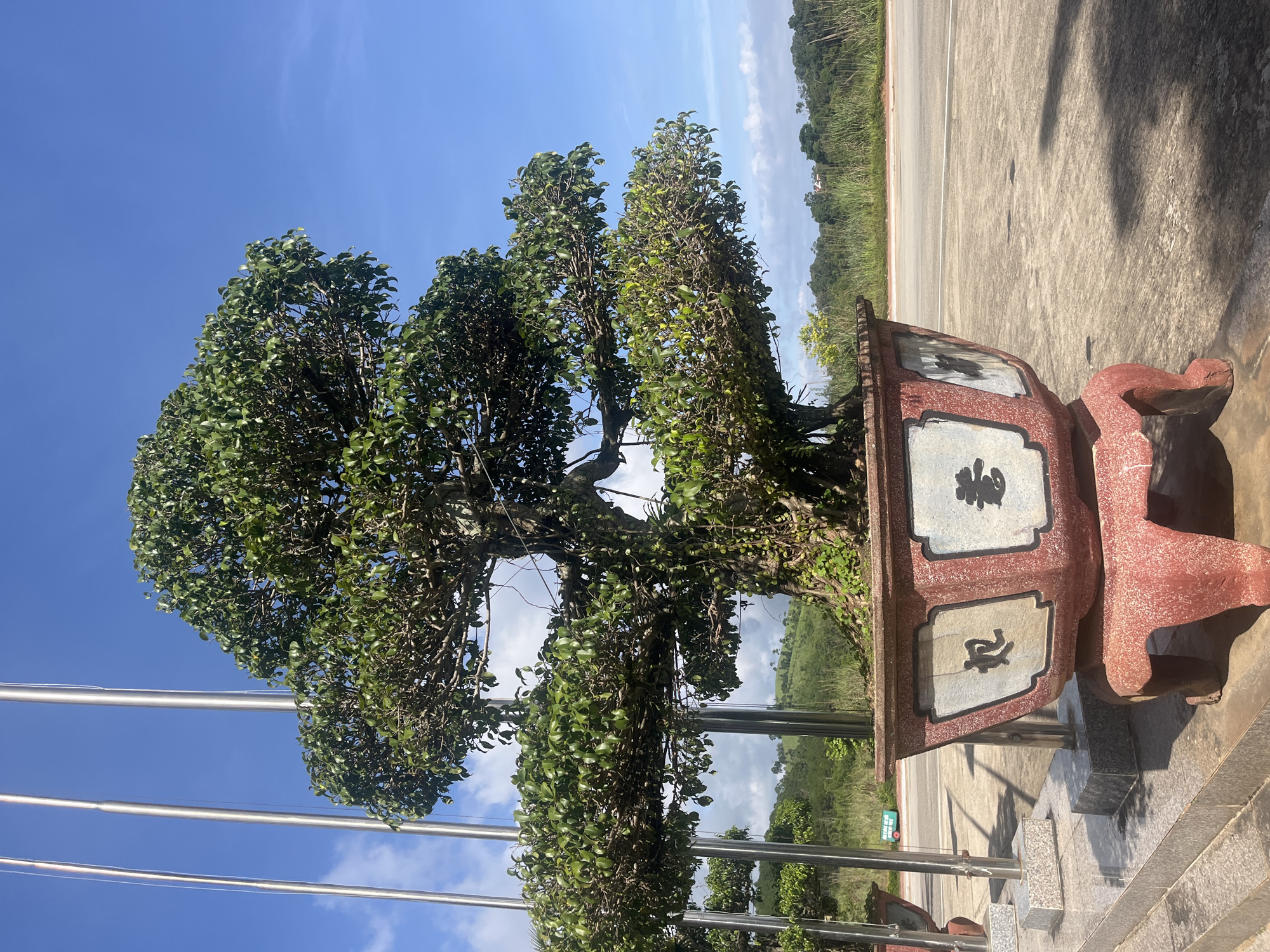 A mature bonsai tree in a large, ornate pot stands on a concrete surface in Bo Y, Vietnam. The pot is red with a decorative pattern and features Chinese characters. The tree has a thick trunk and branches, covered in lush green leaves. In the background, there are tall metallic poles, a road, and rolling green hills under a bright blue sky with scattered clouds. The scene appears to be outdoors, possibly in a park or garden area.
