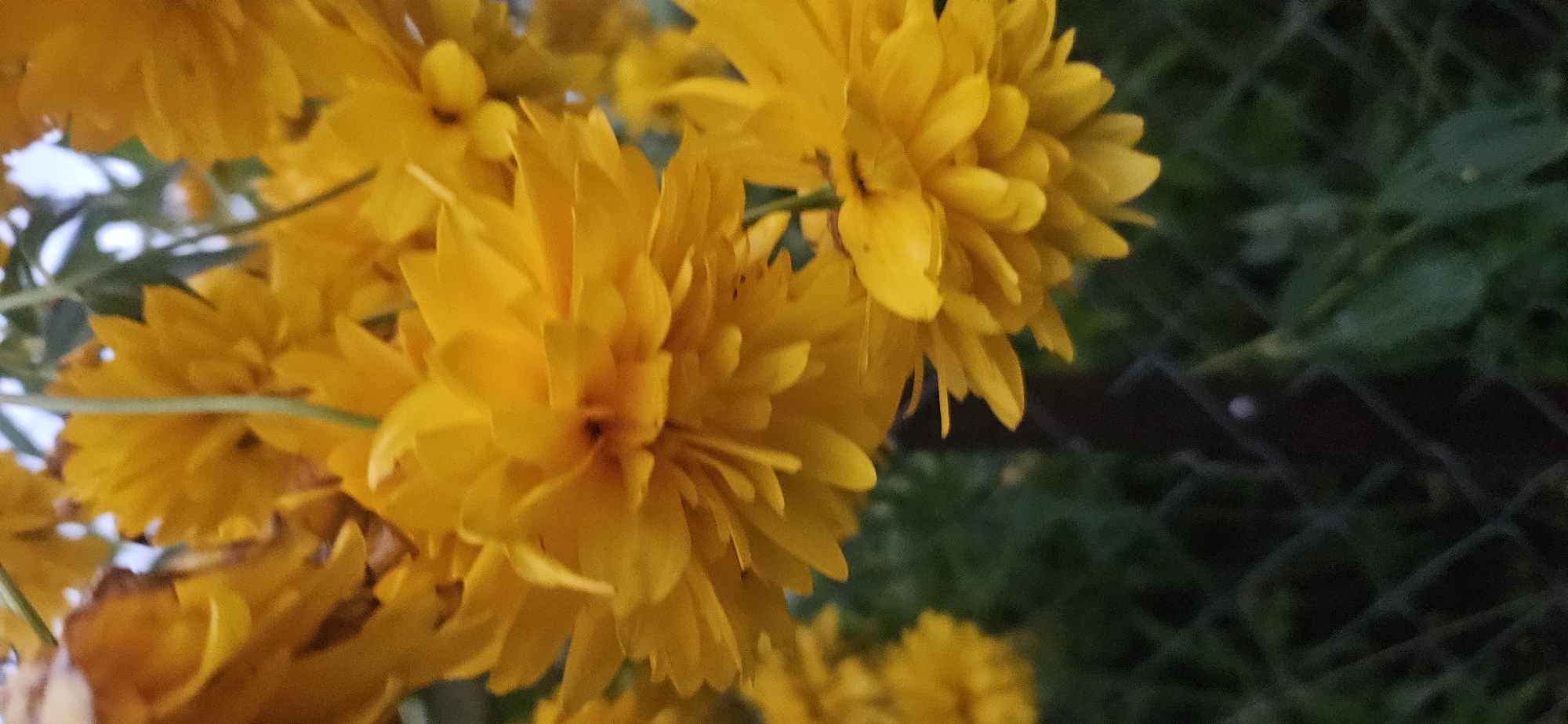 A close-up, vertical, outdoor photograph shows several bright yellow flowers with dense, layered petals against a blurred background of dark green foliage and a dark fence. The flowers appear to be a variety of golden ball or similar ornamental species. The lighting suggests it may be late afternoon or early evening. The scene is not specific to Liozna, Belarus, or any particular city, as there are no identifiable landmarks or distinguishing features of that location.